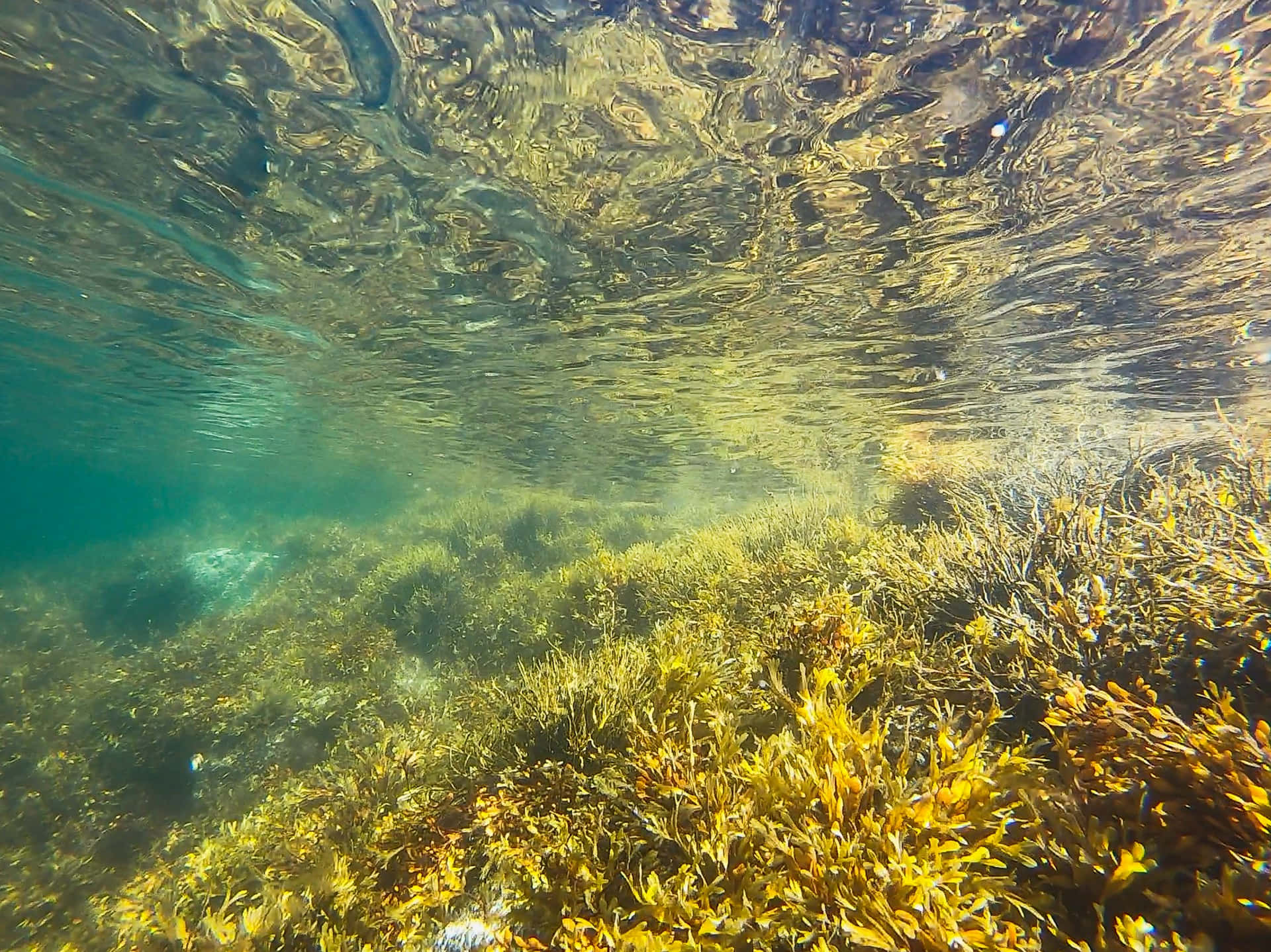 underwater seagrass bed, sunlight reflections, vibrant yellow-green seaweed, Full HD Desktop Wallpaper