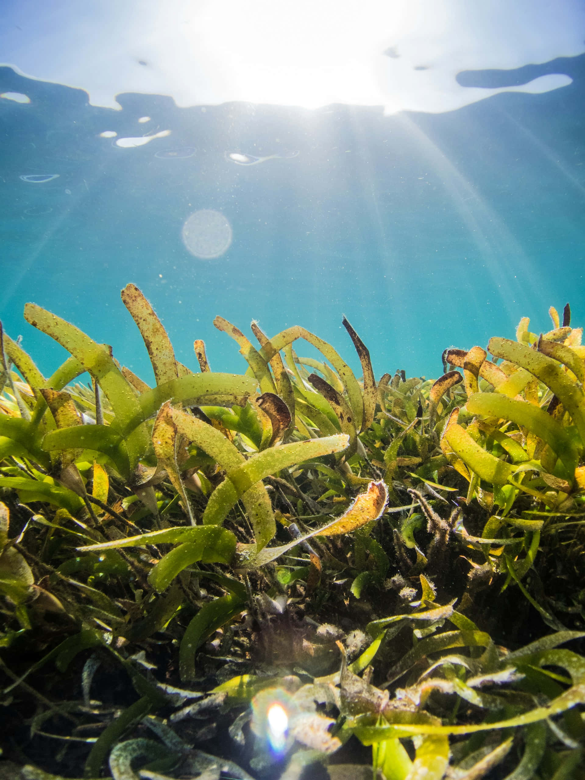 underwater seagrass bed, sunlight beams, clear blue water, 2K Phone Wallpaper