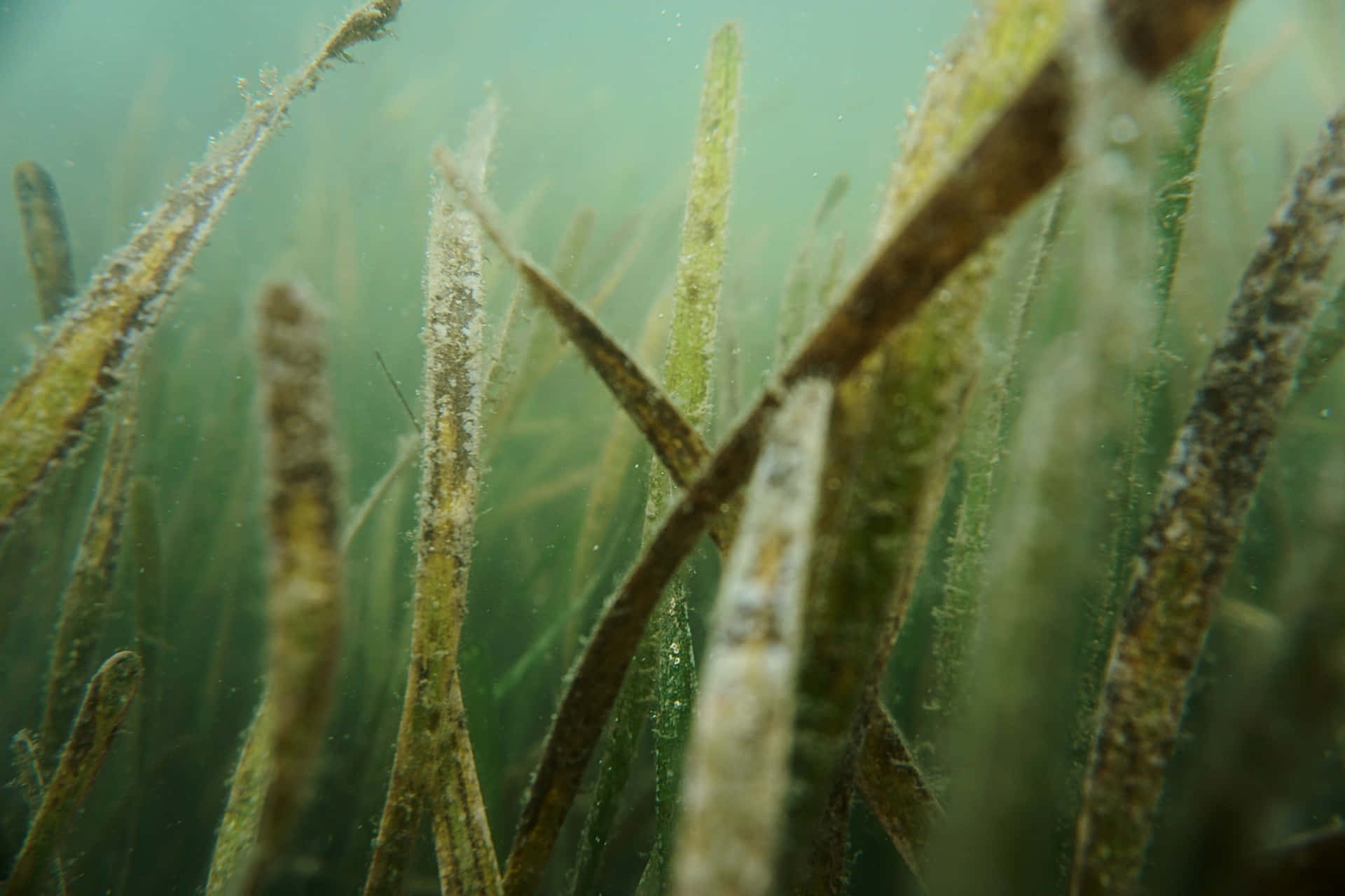 underwater seagrass meadow, tall green and brown seagrass, murky ocean water, Full HD Desktop Wallpaper