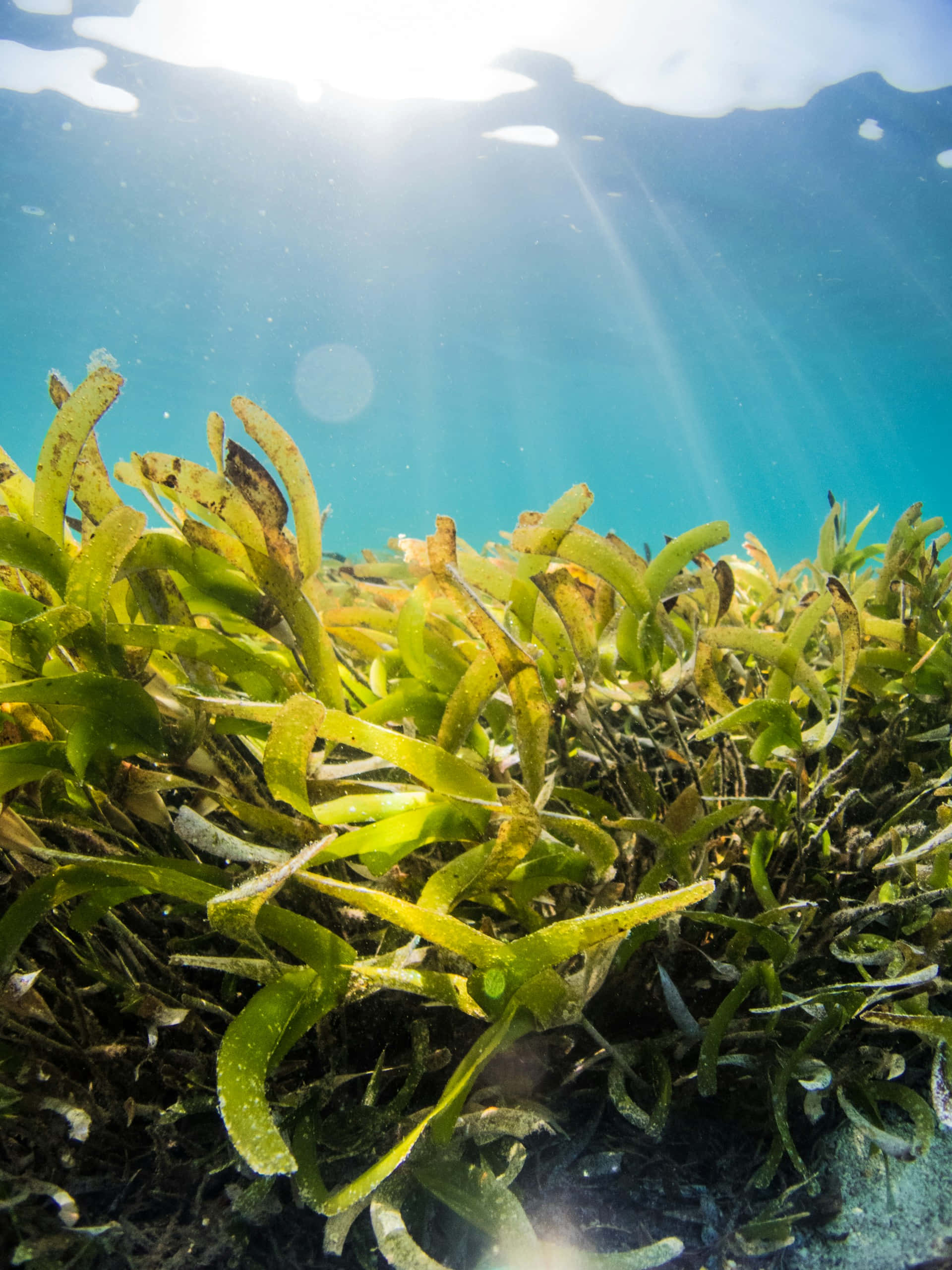 underwater seagrass bed, sunlight beams, clear blue water, 2K Phone Wallpaper