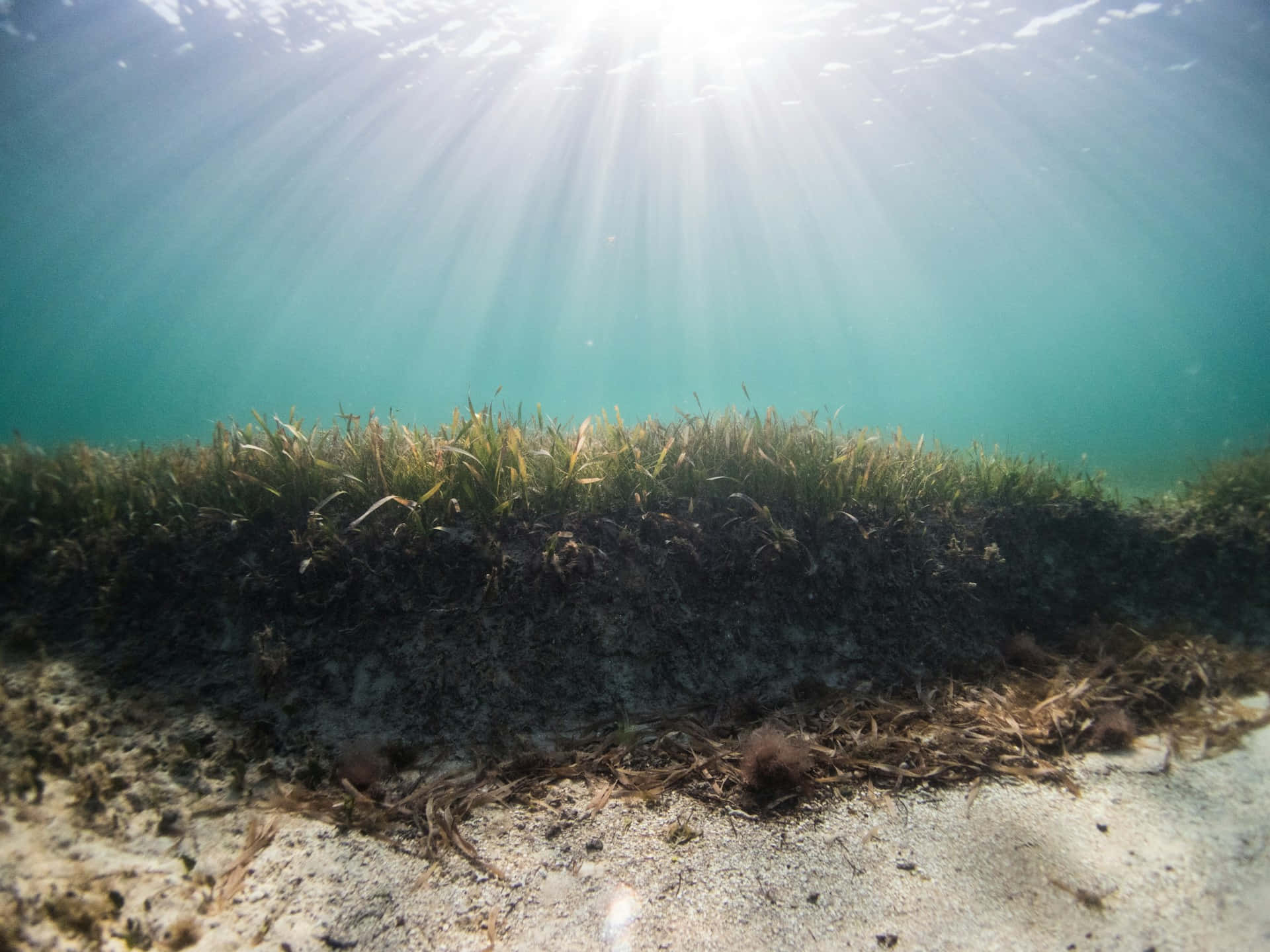 underwater seagrass bed, sunrays, turquoise water, Full HD Desktop Wallpaper