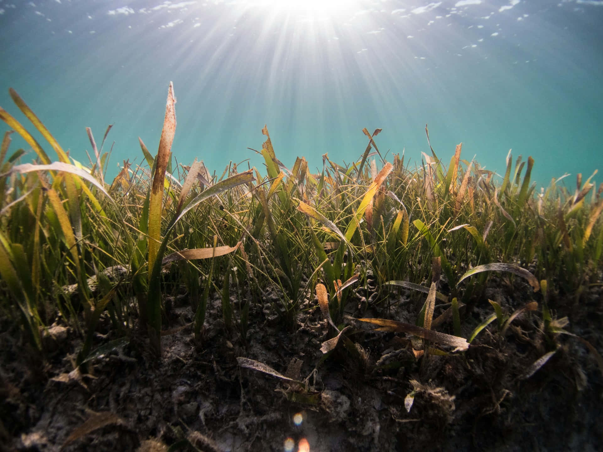 underwater seagrass meadow, sunrays, turquoise water, Full HD Desktop Wallpaper