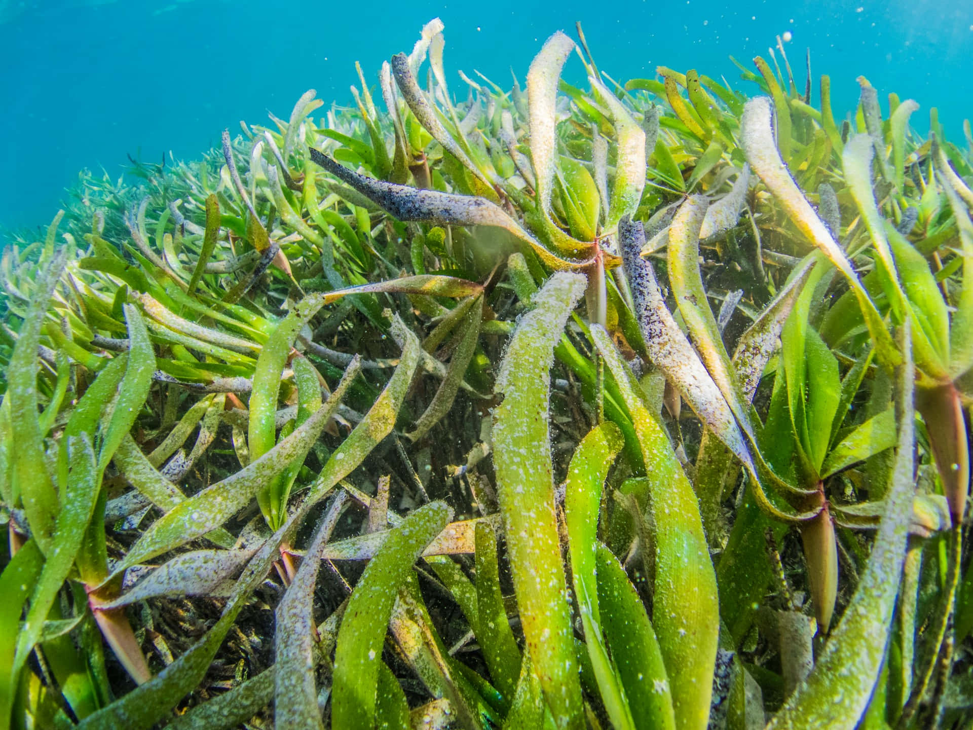 underwater seagrass bed, turquoise water, sunlight filtering through, Full HD Desktop Wallpaper