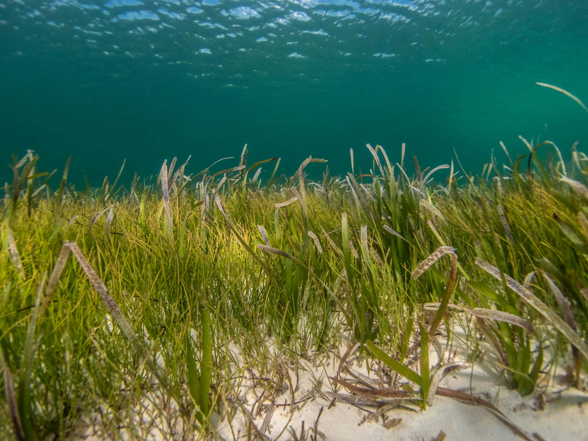 underwater seagrass meadow, vibrant green seagrass, sandy ocean floor, Full HD Desktop Wallpaper