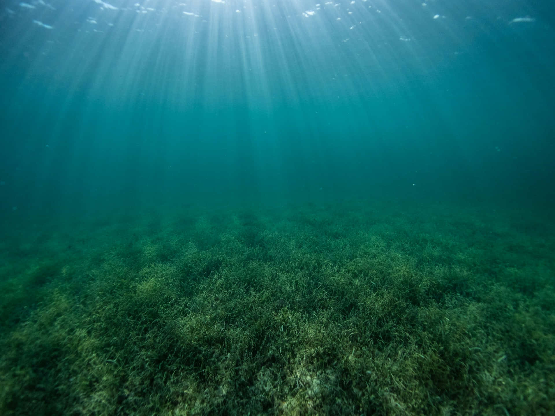 underwater seagrass bed, sunrays, turquoise water, Full HD Desktop Wallpaper