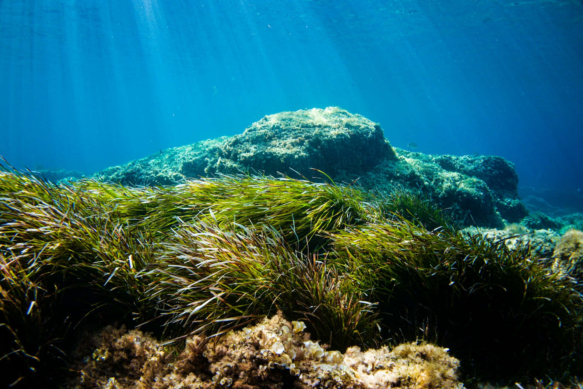 underwater seagrass bed, sunrays, clear blue water, Full HD Desktop Wallpaper