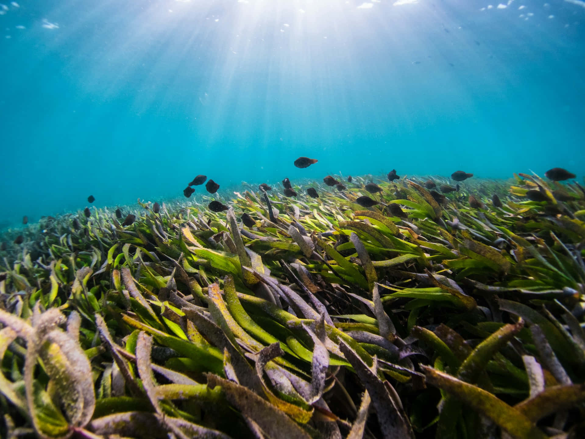 underwater seagrass bed, turquoise water, swaying green seagrass, Full HD Desktop Wallpaper