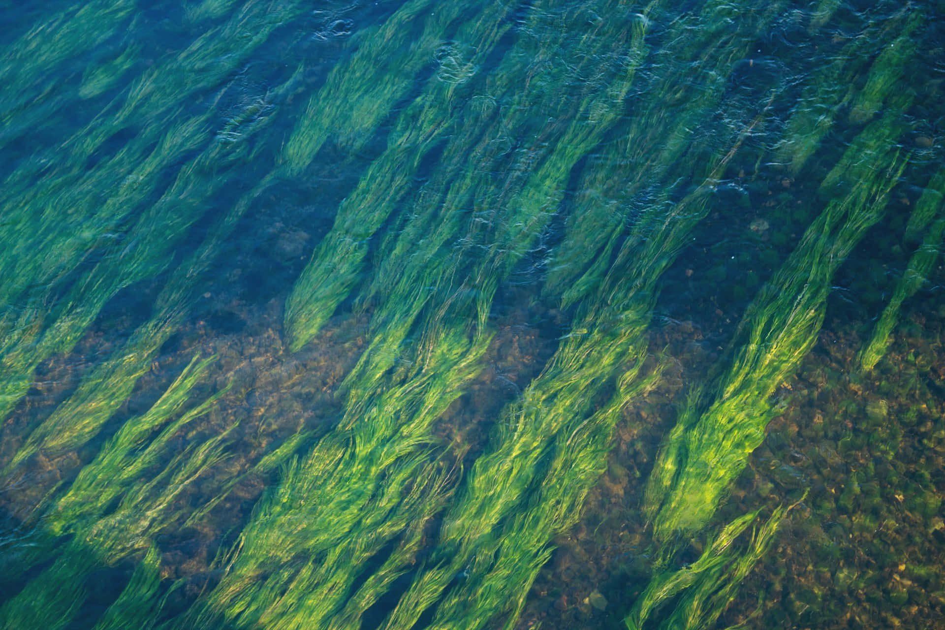 underwater seagrass bed, vibrant green, clear blue water, Full HD Desktop Wallpaper