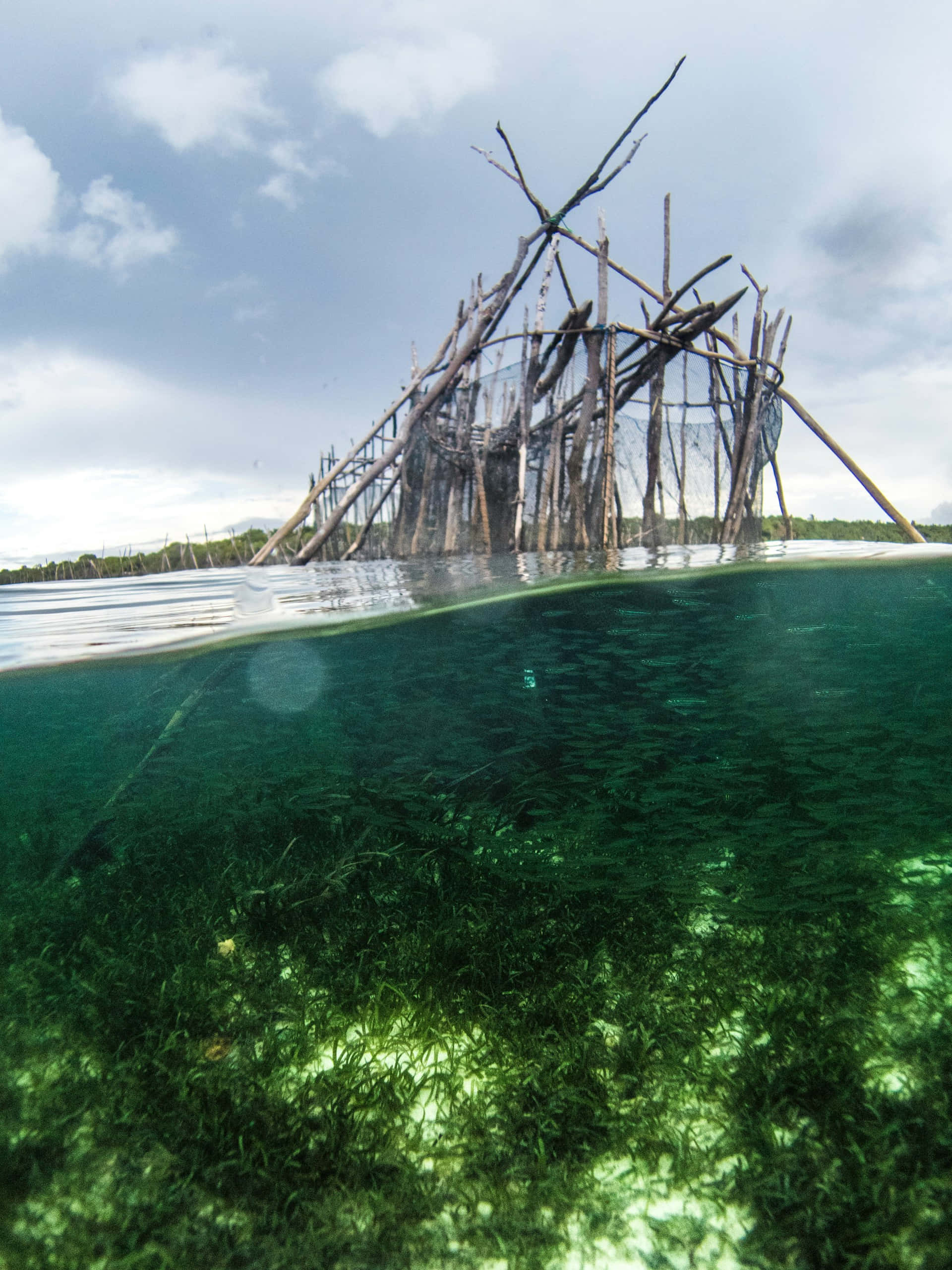 underwater seagrass, wooden fishing structure, clear green water, 2K Phone Wallpaper