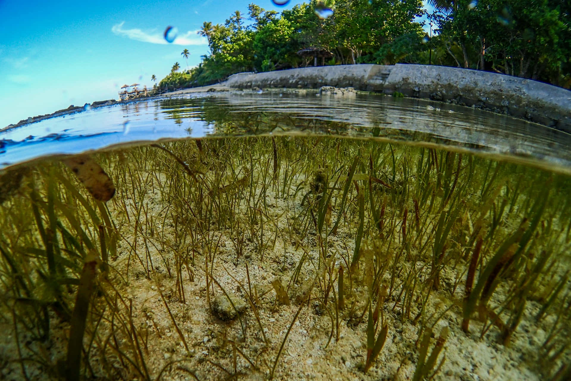 underwater seagrass bed, island background, sandy seabed, Full HD Desktop Wallpaper