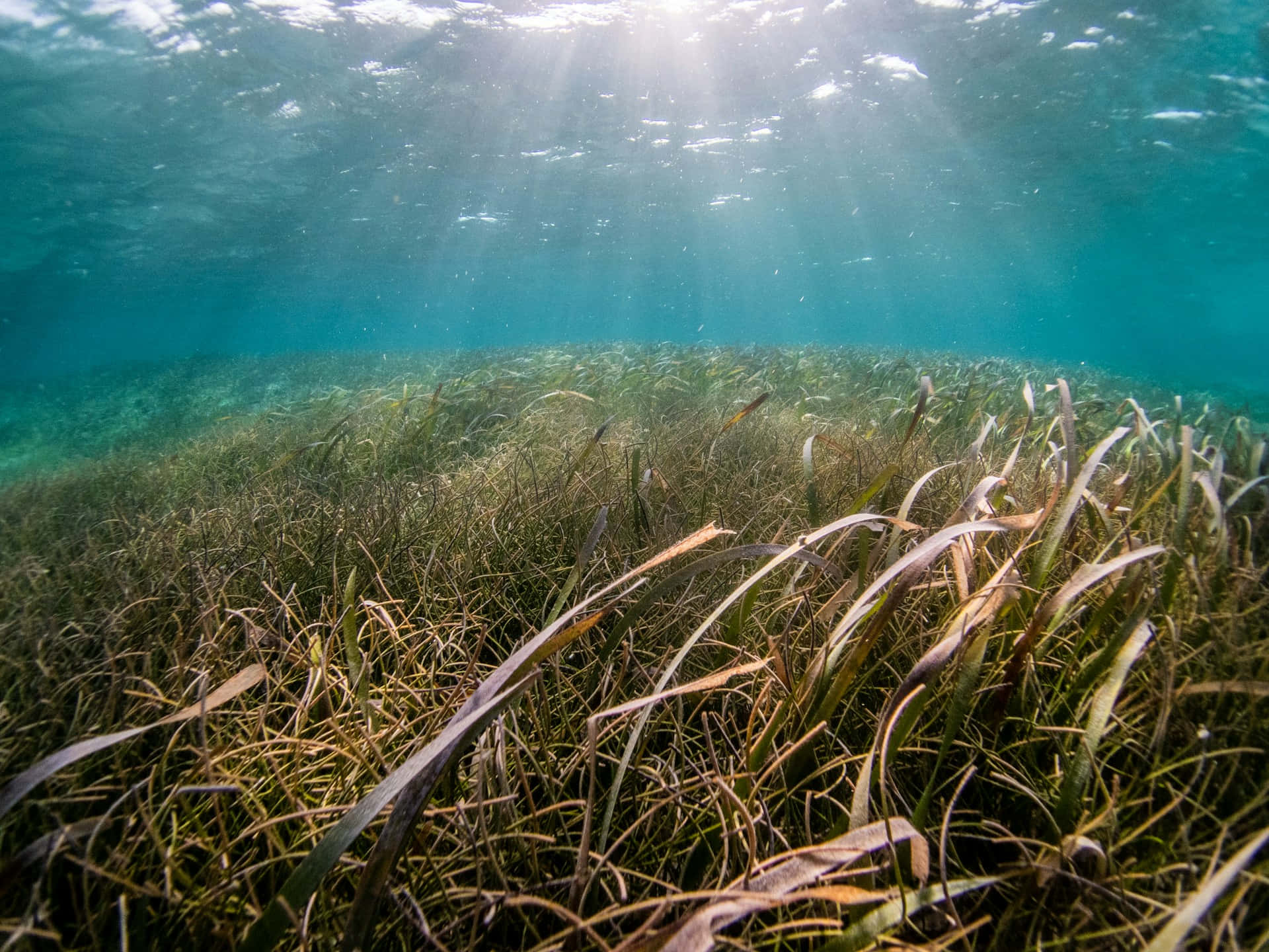 underwater seagrass meadow, sunlight beams, turquoise water, Full HD Desktop Wallpaper