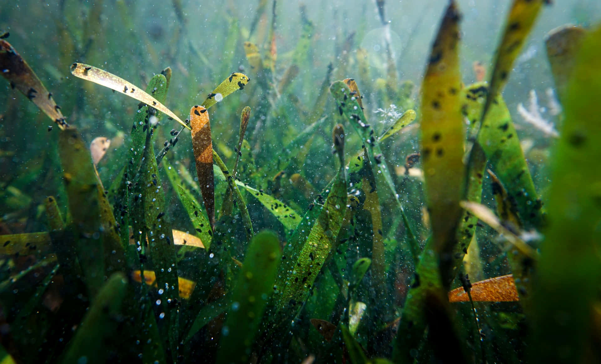 underwater seagrass meadow, dense green seagrass blades, dark spots, Full HD Desktop Wallpaper