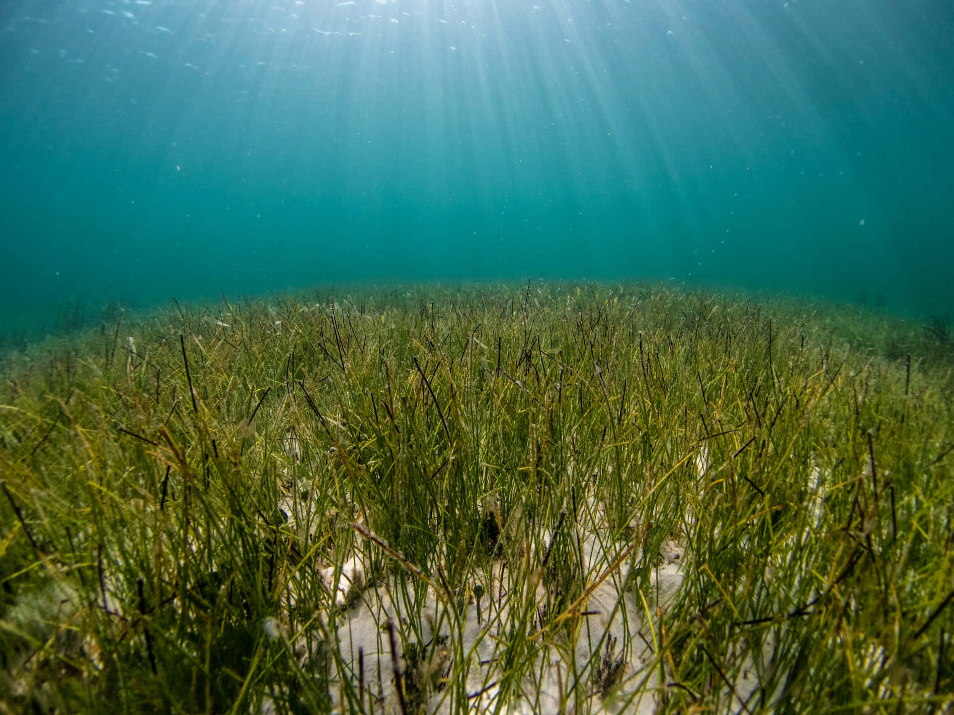underwater seagrass meadow, sunrays, turquoise water, Full HD Desktop Wallpaper