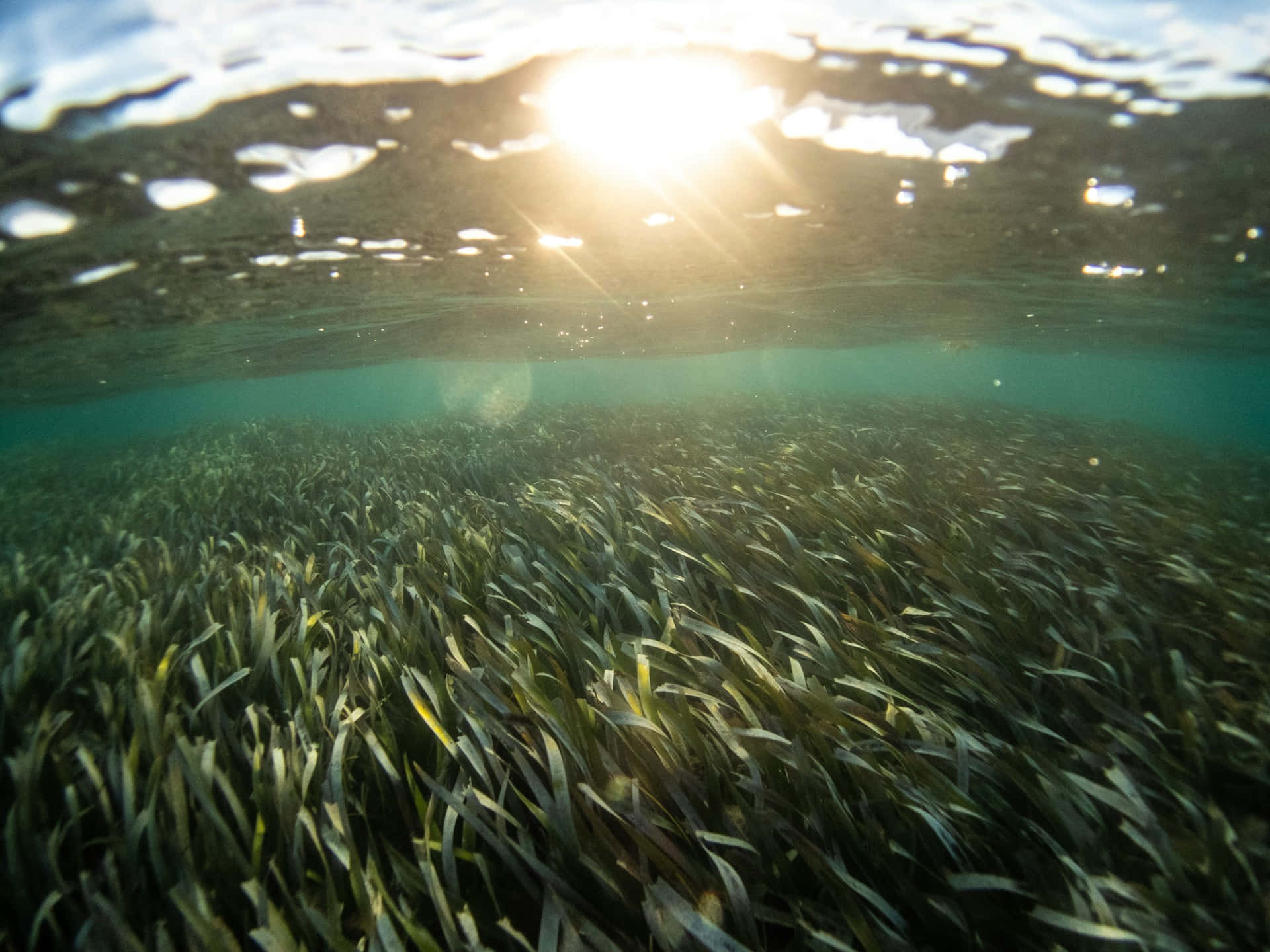 underwater seagrass bed, sunlight, golden rays, Full HD Desktop Wallpaper
