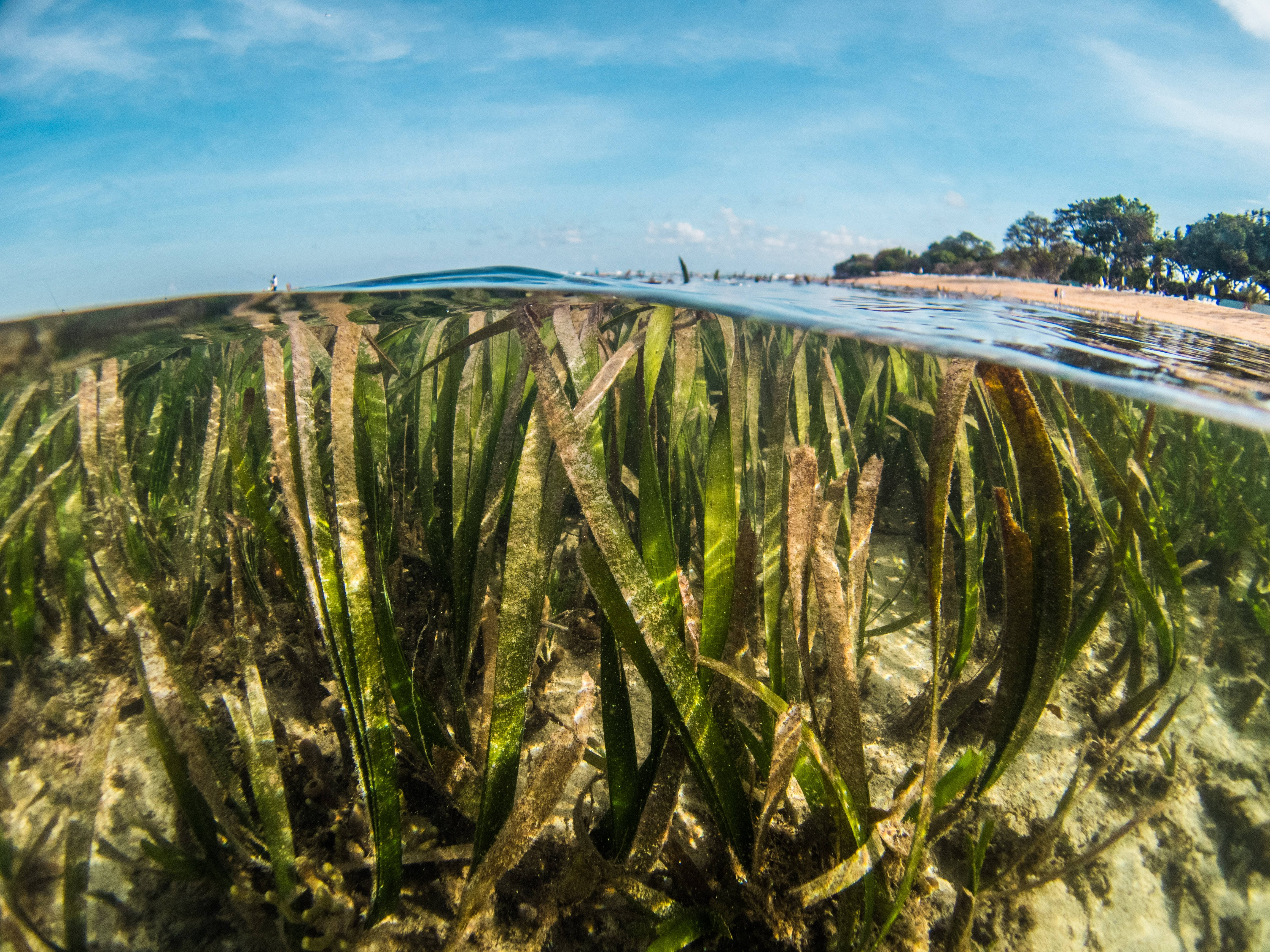 seagrass, seaweed plant, water surface, 4K Desktop Wallpaper