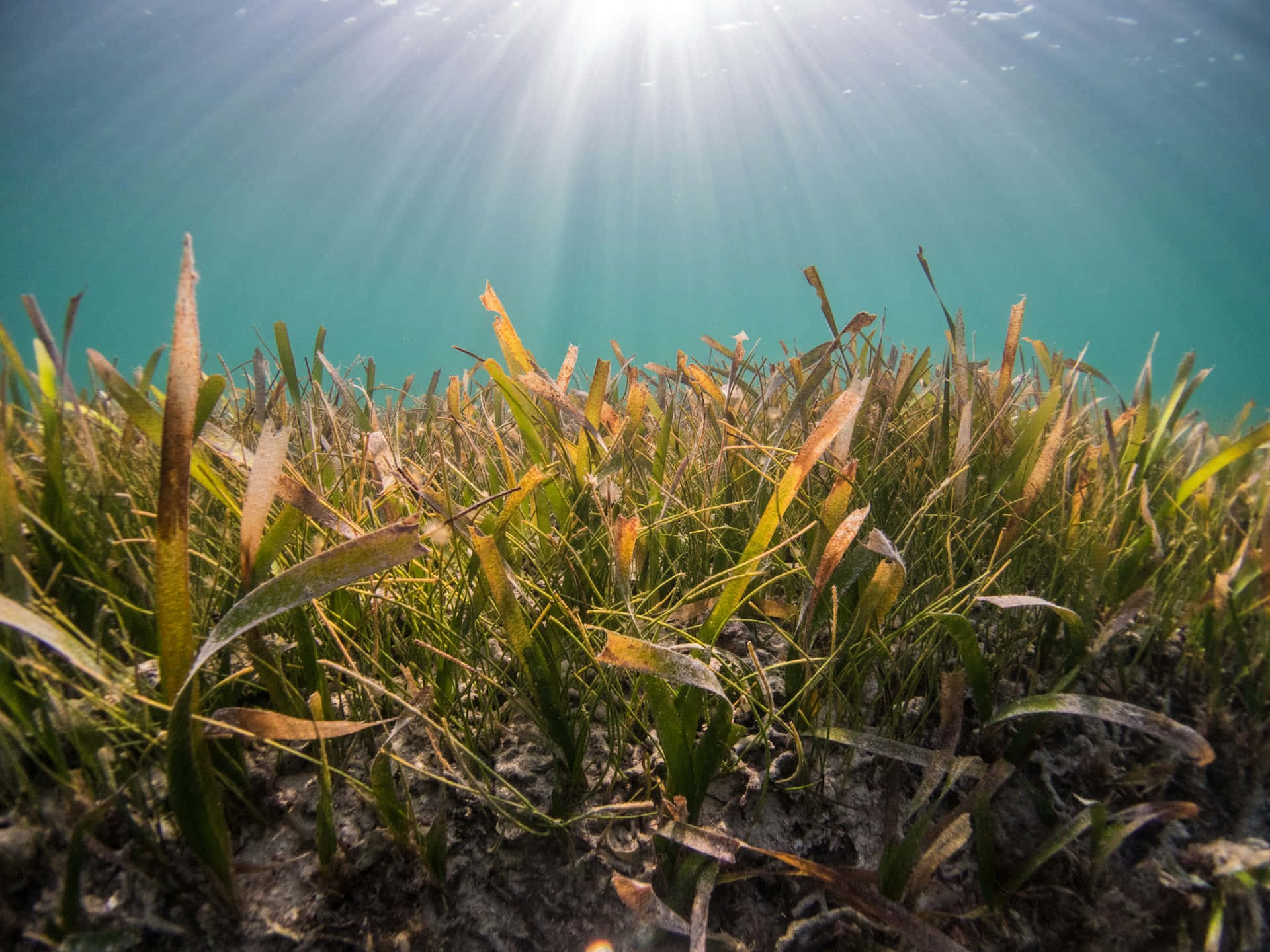 underwater seagrass meadow, sunlight beams, turquoise water, Full HD Desktop Wallpaper