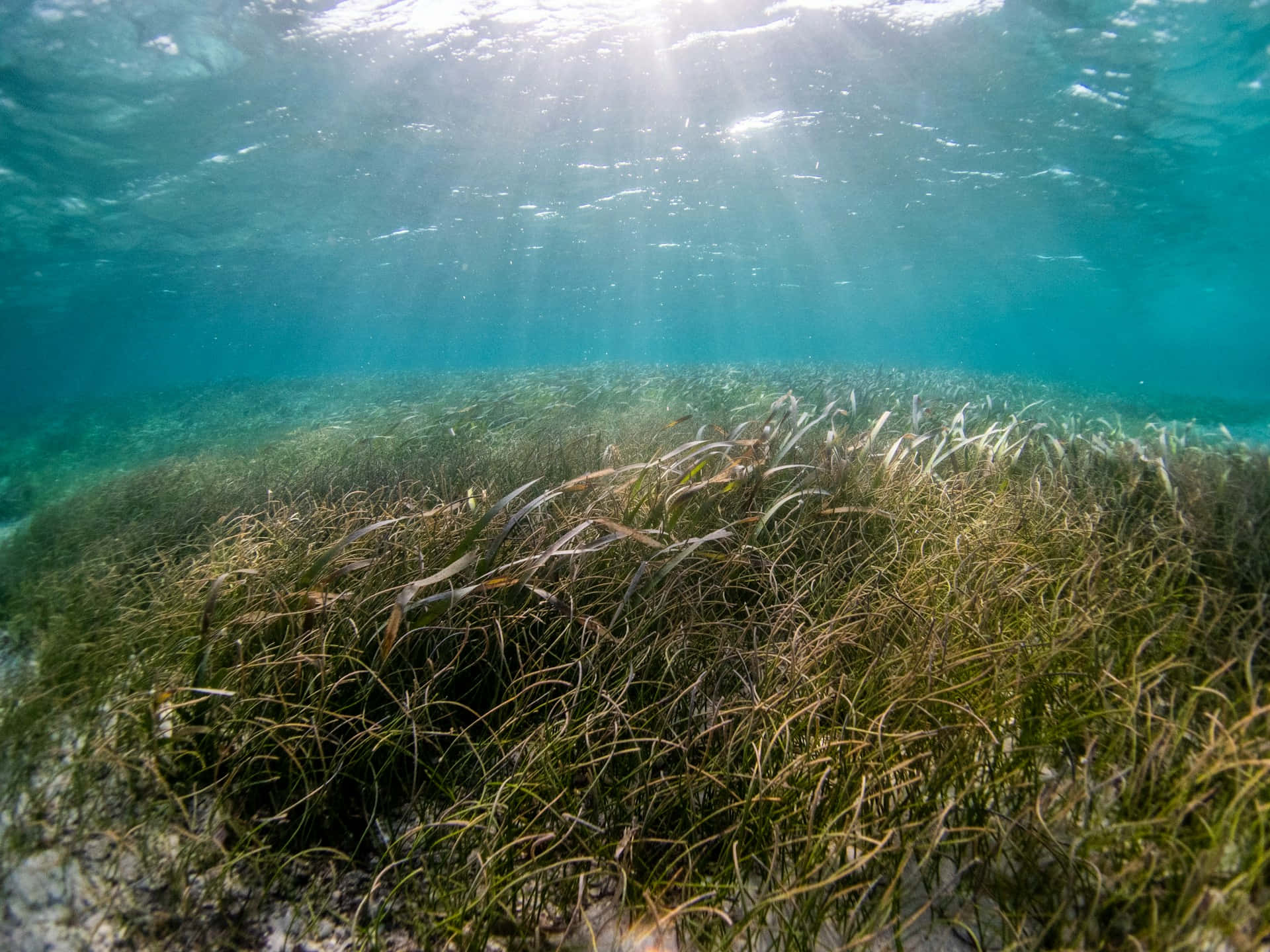 underwater seagrass bed, sunlight beams, turquoise water, Full HD Desktop Wallpaper