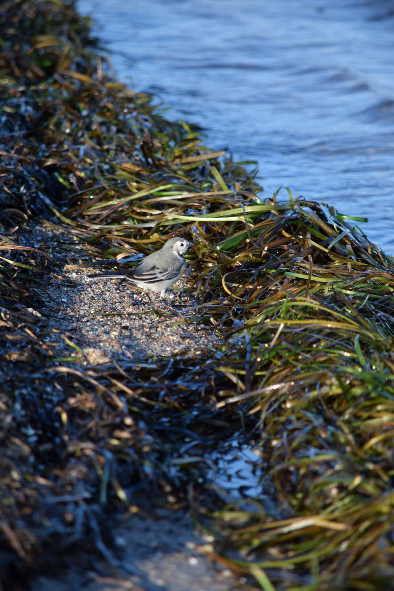 seagrass shoreline bird, rocky shore, tangled green seaweed, Full HD Phone Wallpaper