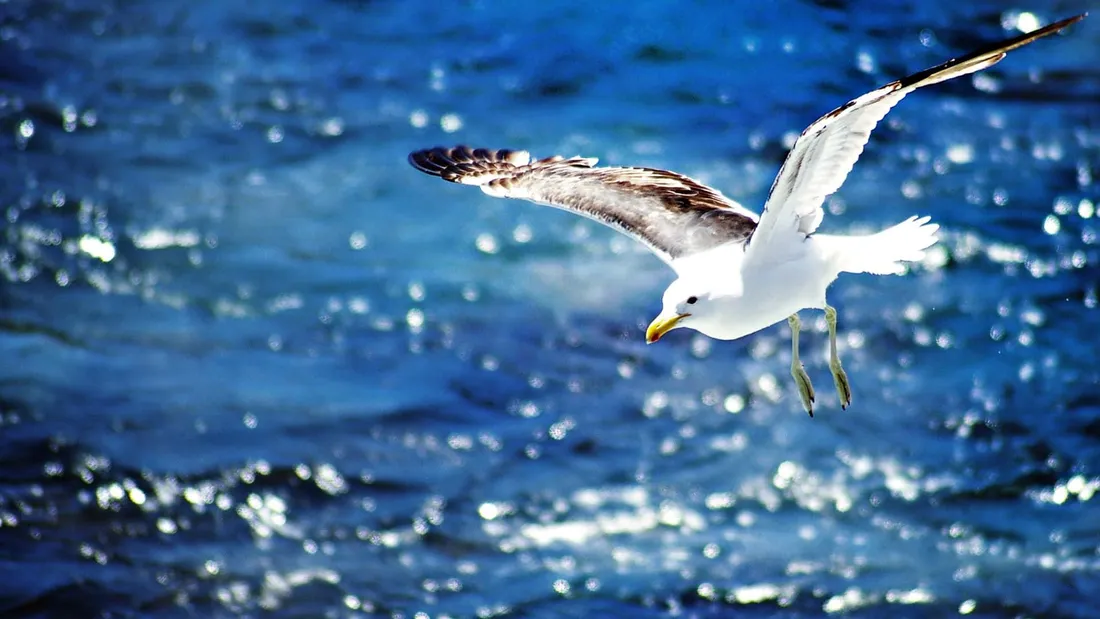Seagull