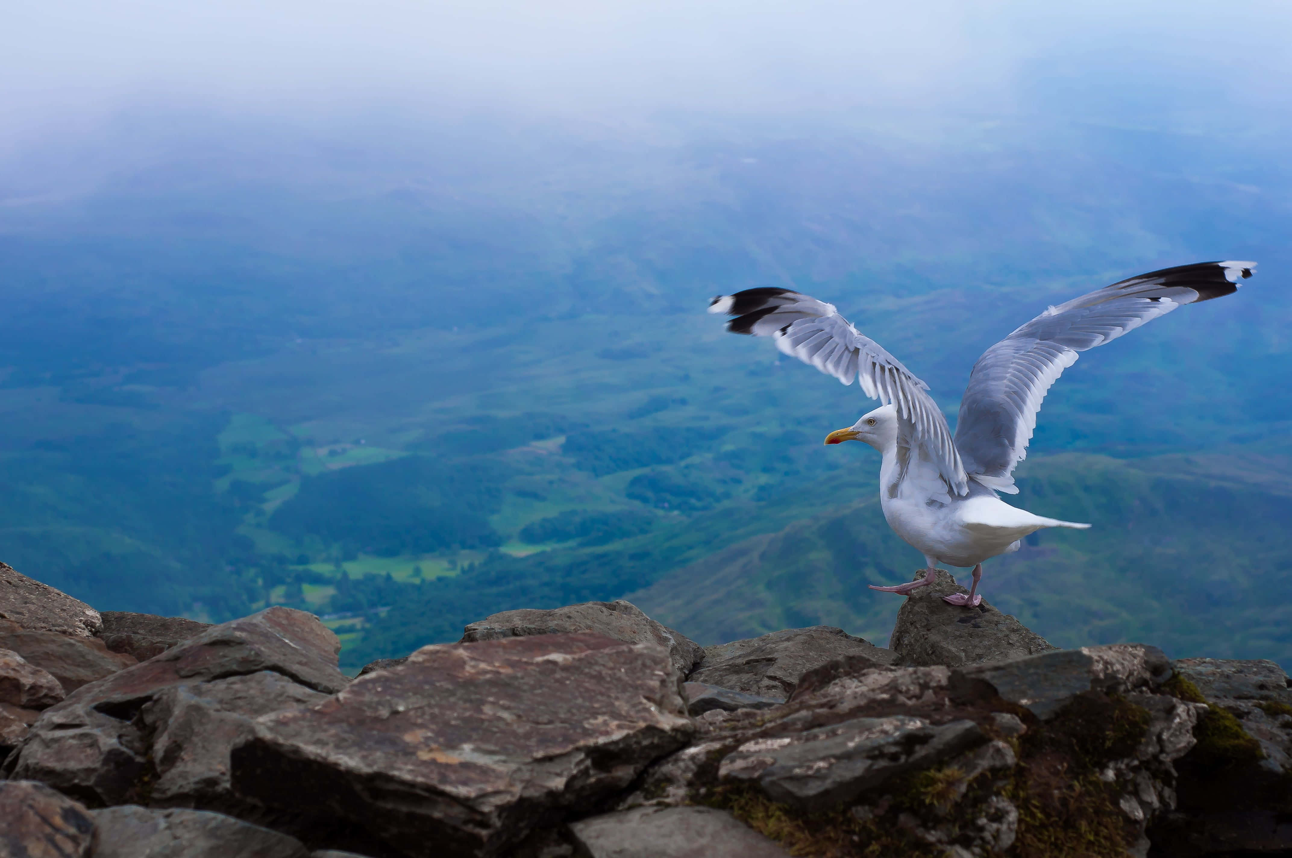 Seagull, misty mountain rocks, vast green valley, 4K Desktop Wallpaper