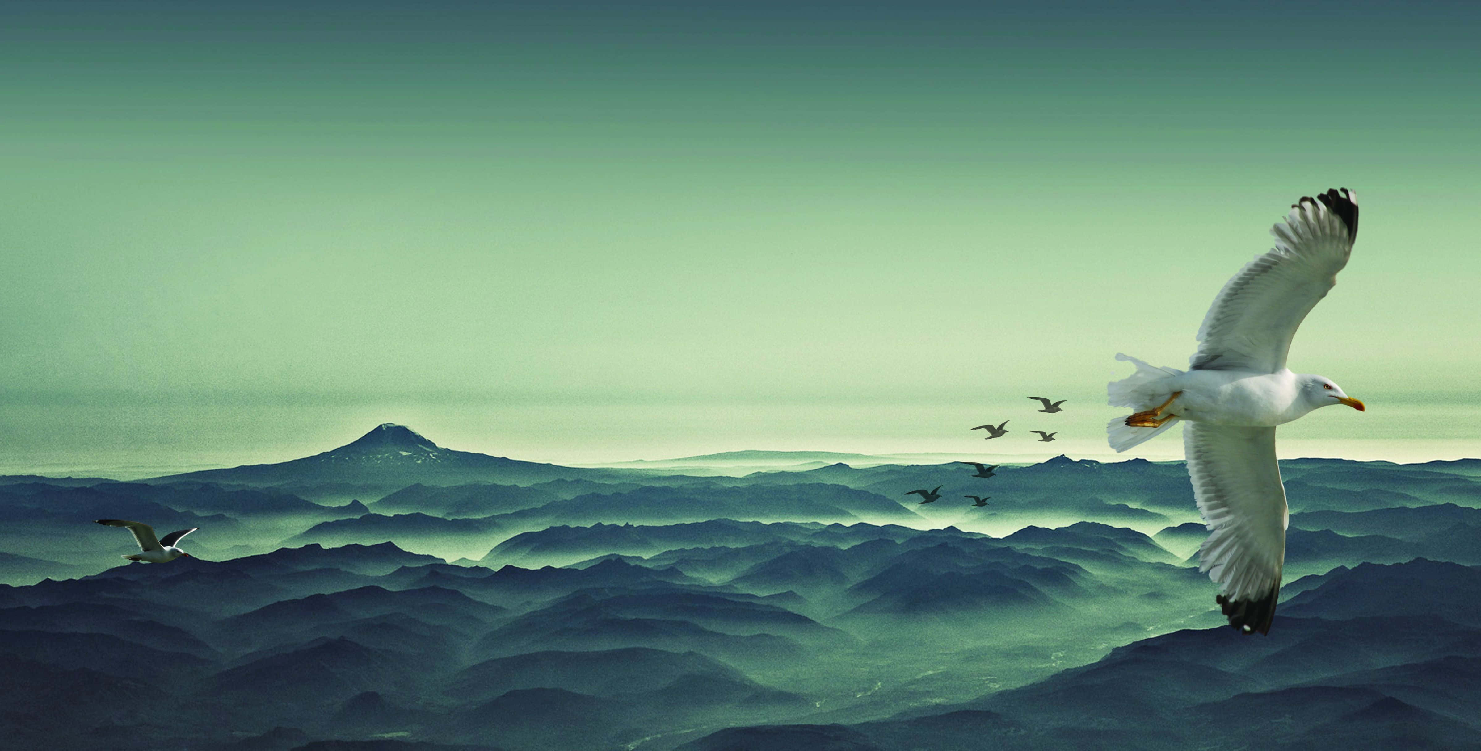Seagull, teal mountains, hazy green sky, 4K Desktop Wallpaper