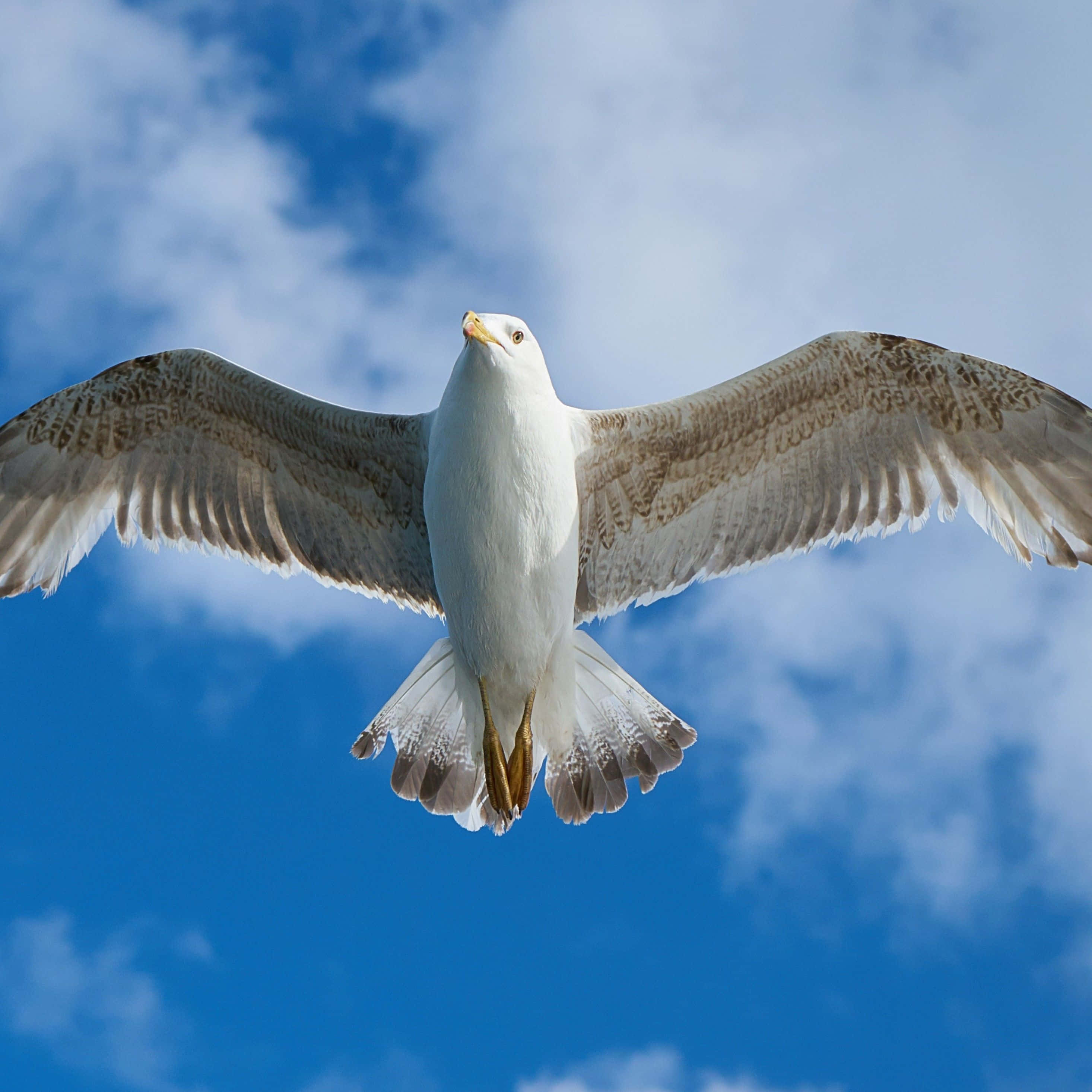 seagull, vibrant blue sky, fluffy white clouds, 2K Desktop Wallpaper