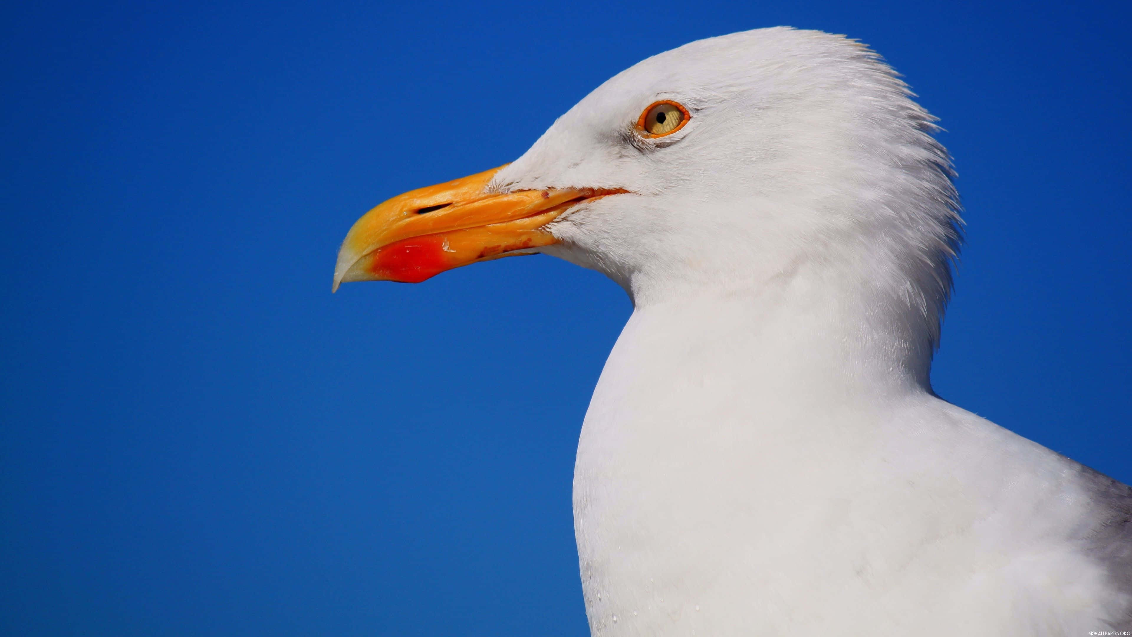 Seagull, 3840 x 2160, white seagull, 4K Desktop Wallpaper