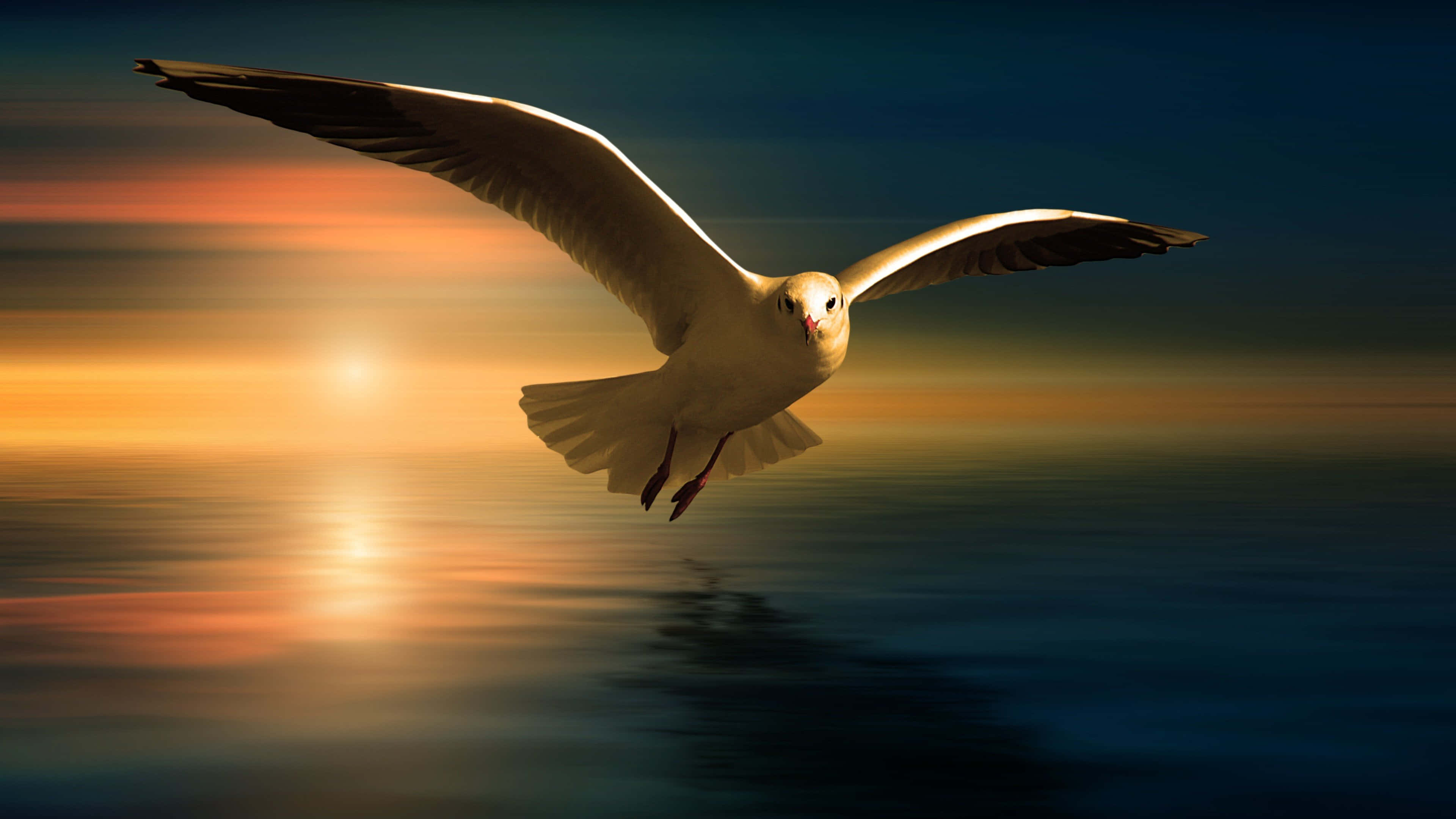 Seagull, sunset, calm ocean waters, 4K Desktop Wallpaper