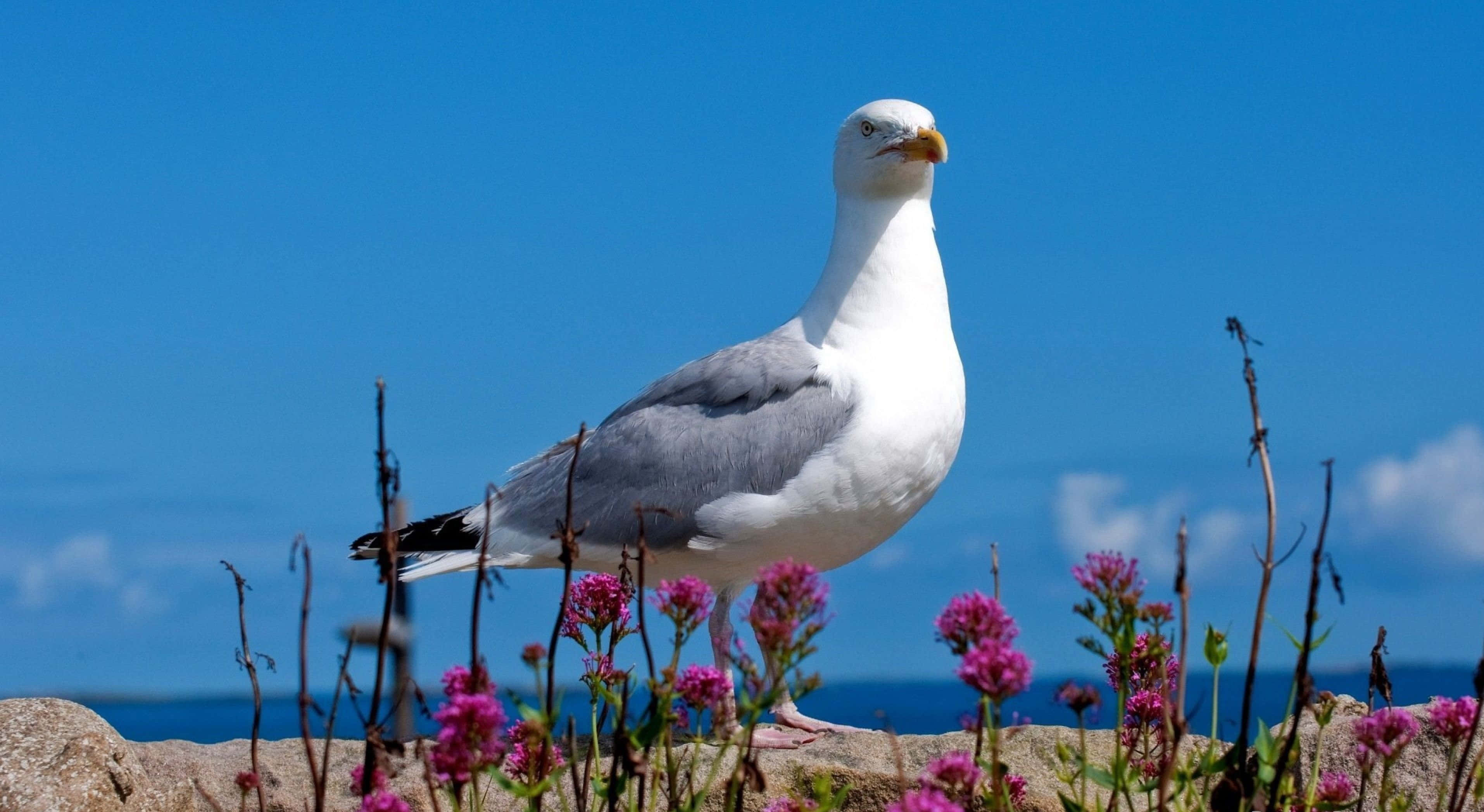 seagull, rocky cliffside, vibrant pink flowers, 2K Desktop Wallpaper