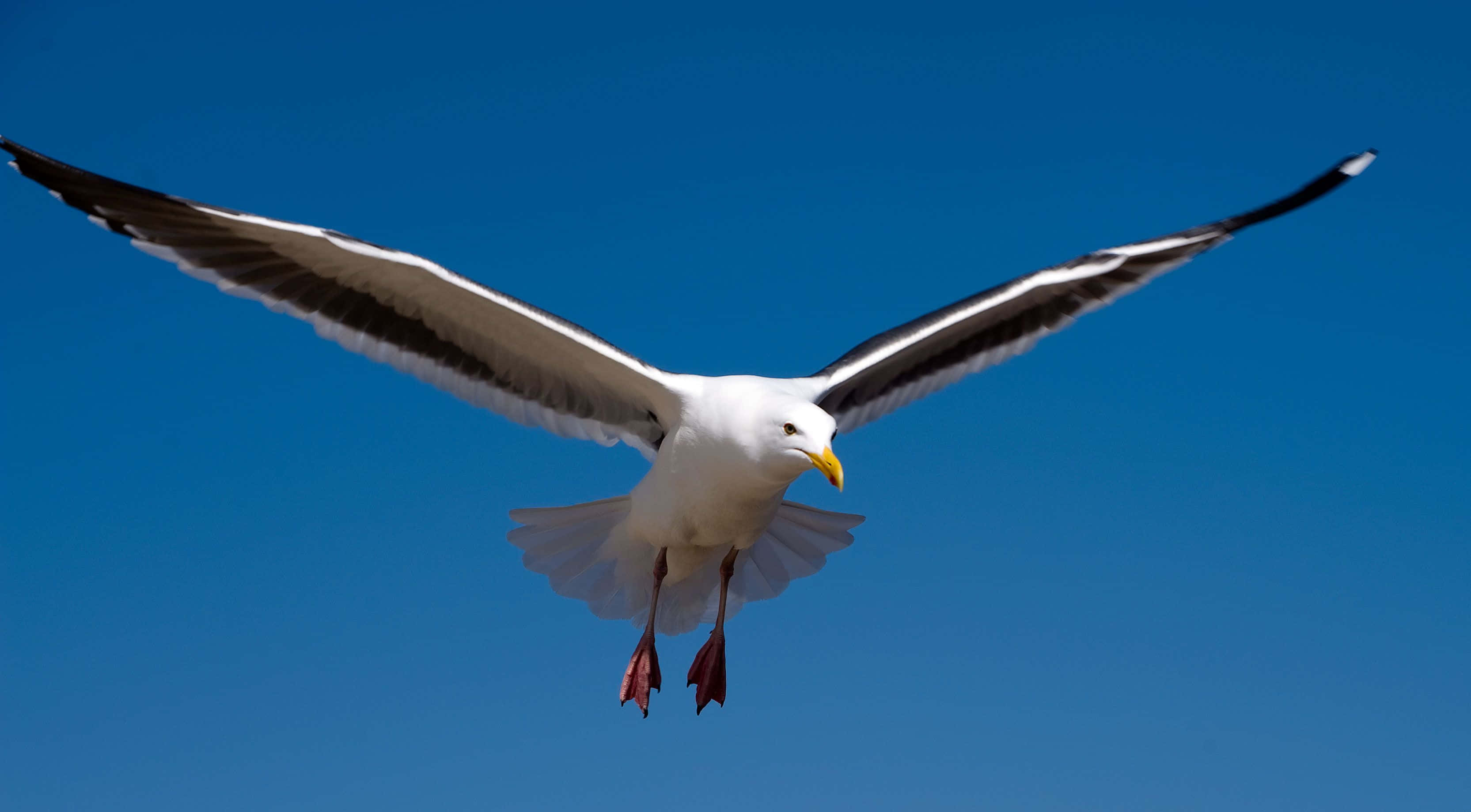 Seagull 3330 x 1839, seagull, ocean waves, 2K Desktop Wallpaper