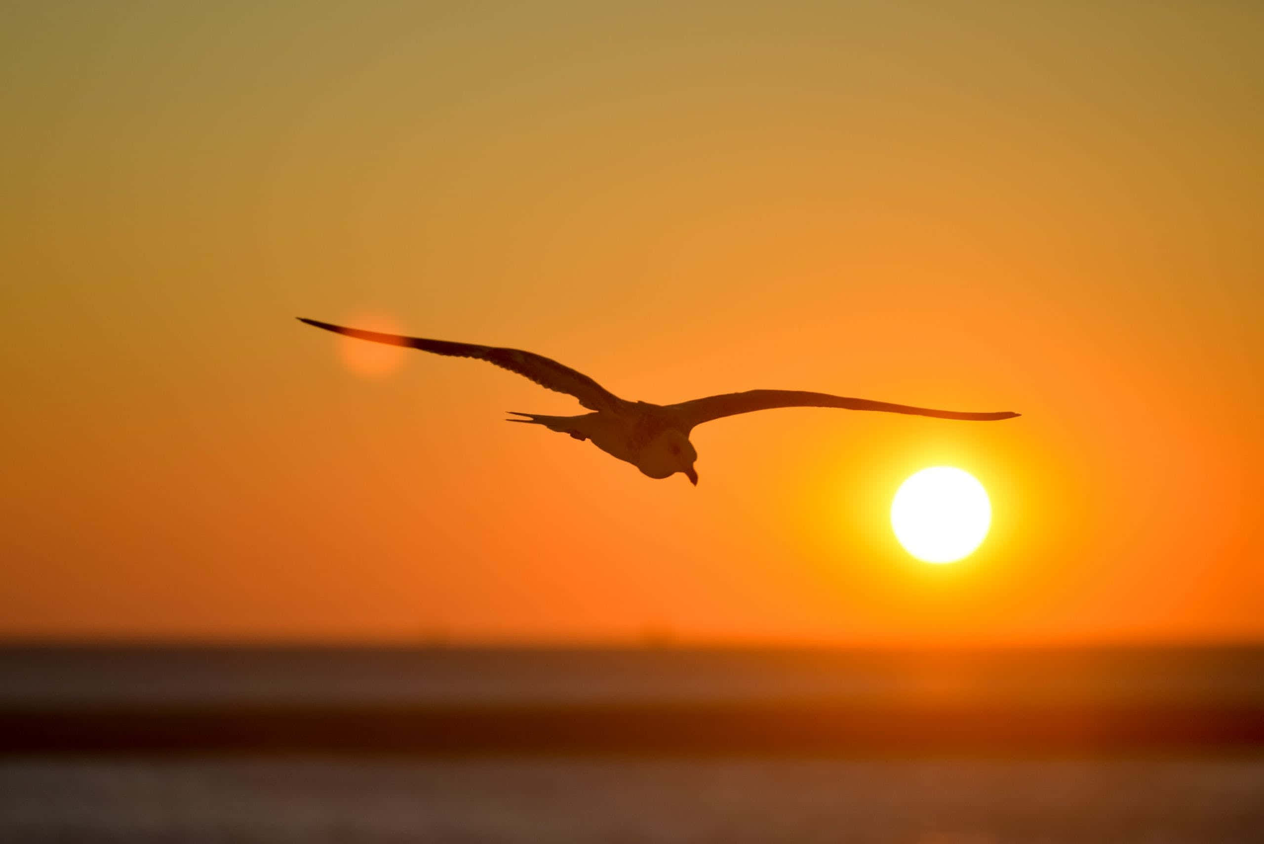 Seagull, orange sunset, calm ocean horizon, 2K Desktop Wallpaper