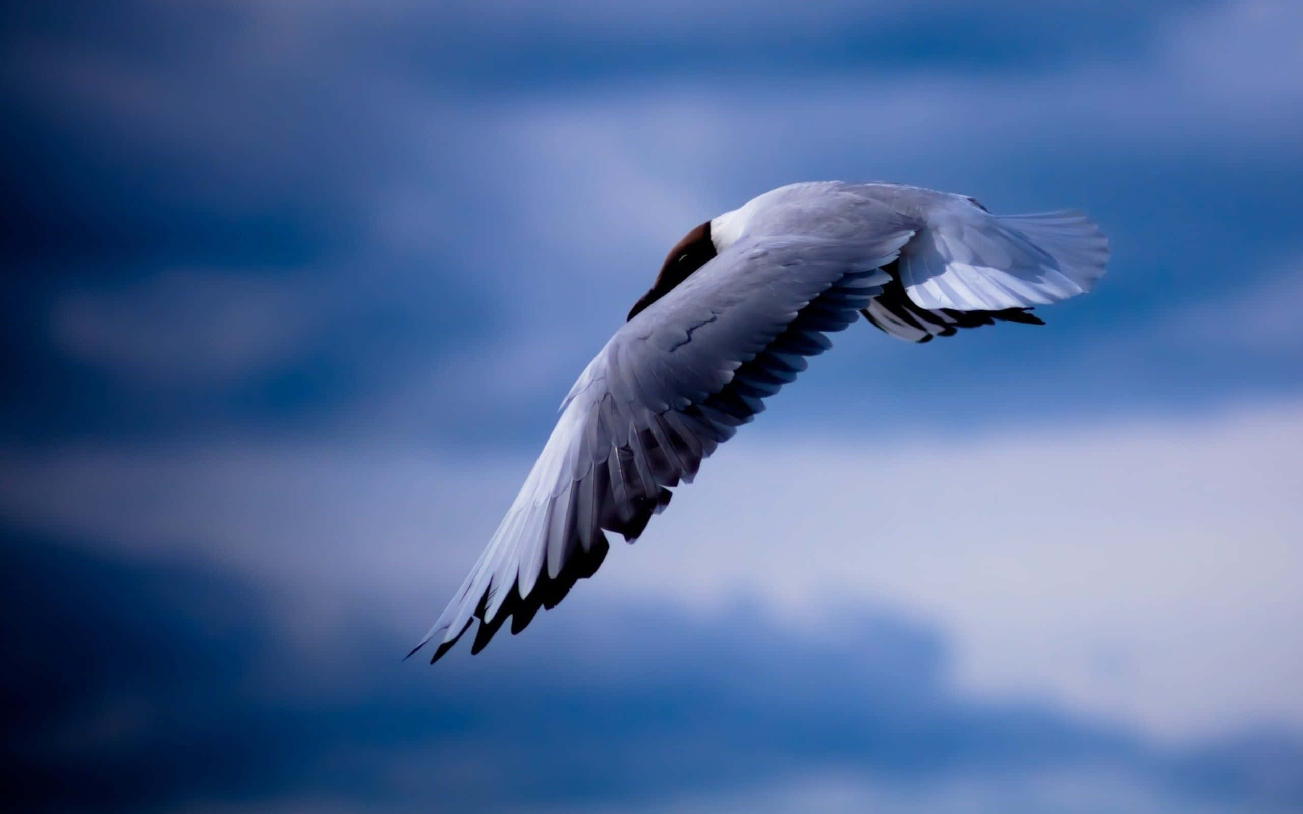 Seagull, moody blue sky, soft white clouds, 2K Desktop Wallpaper