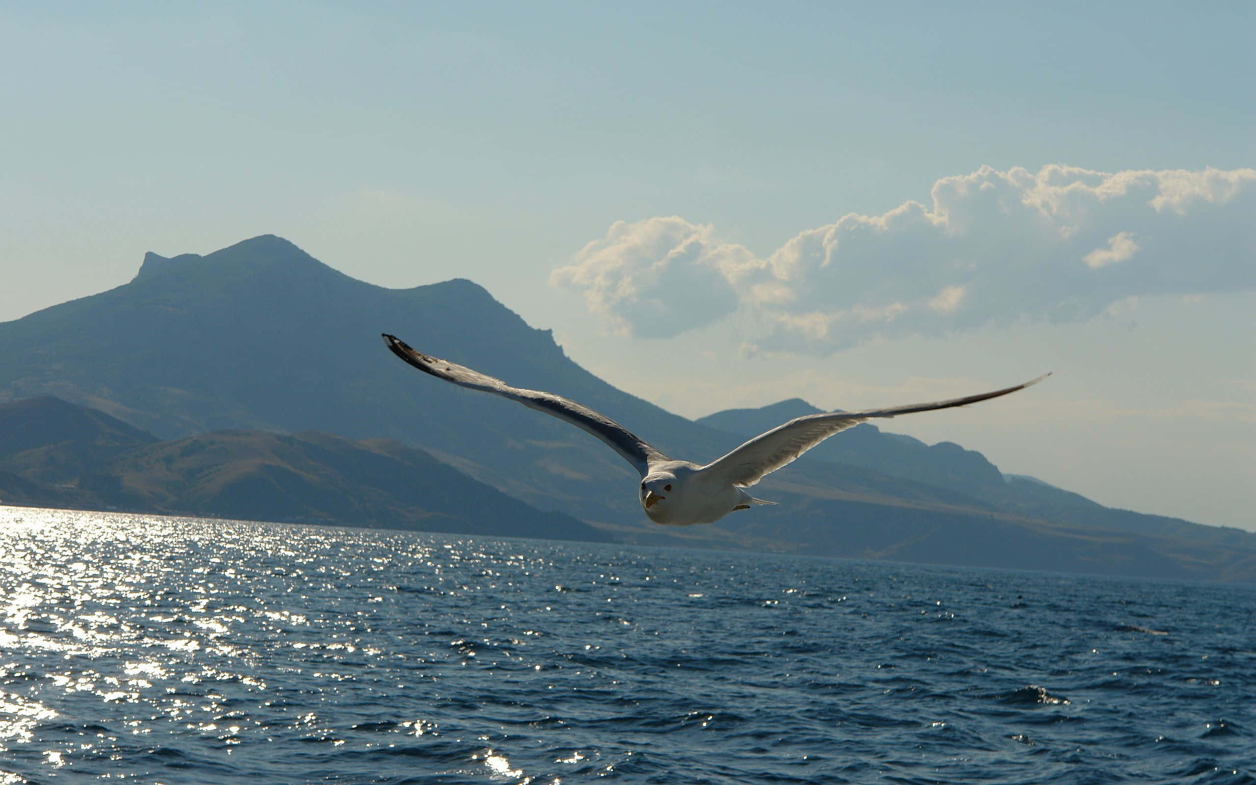 Seagull, blue sky, sunlit ocean waves, 2K Desktop Wallpaper