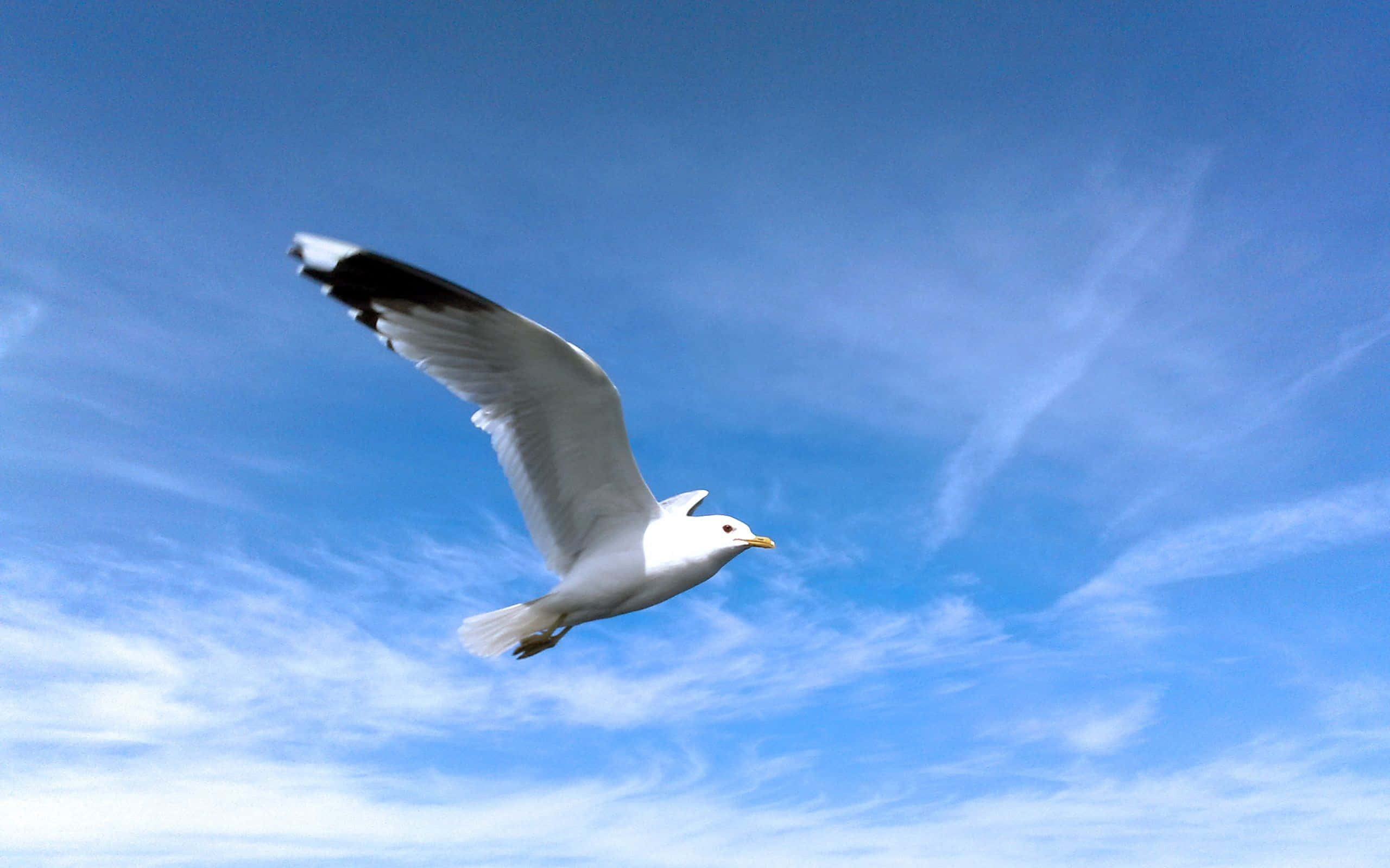 Seagull, vibrant blue sky, wispy white clouds, 2K Desktop Wallpaper