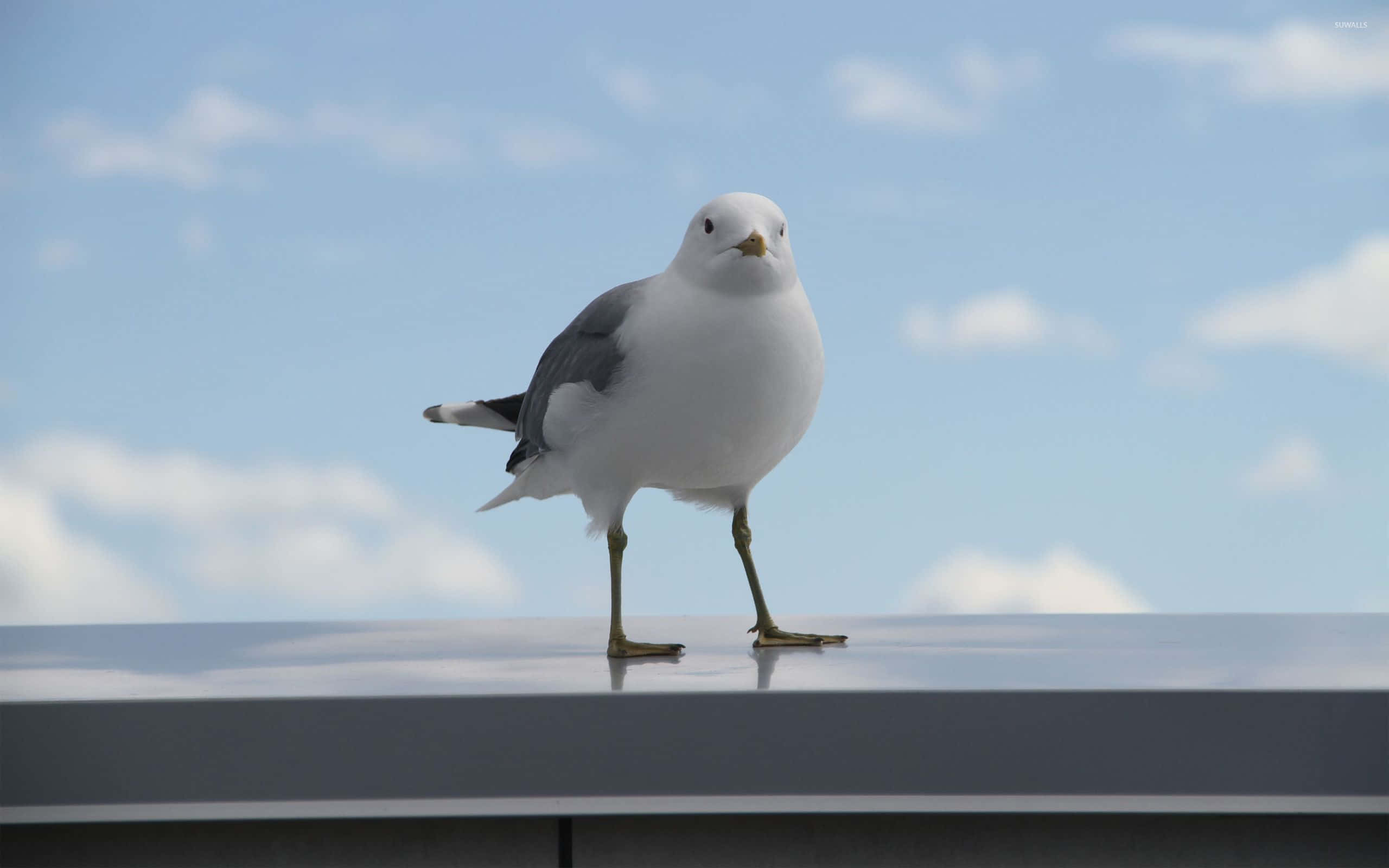 Seagull, 2560 x 1600, rooftop, 2K Desktop Wallpaper
