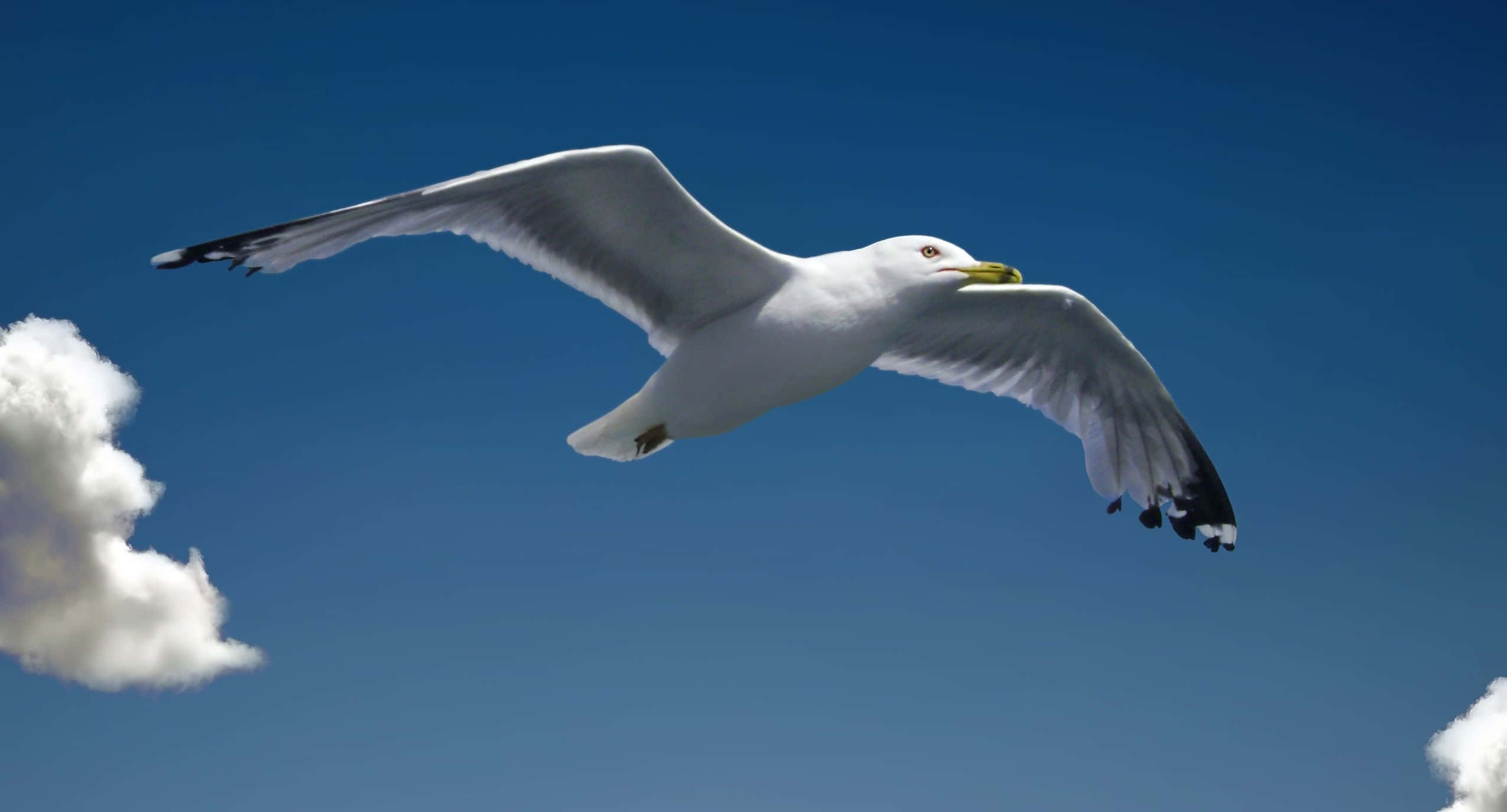 Seagull, Ocean, Clear blue sky, Full HD Desktop Wallpaper