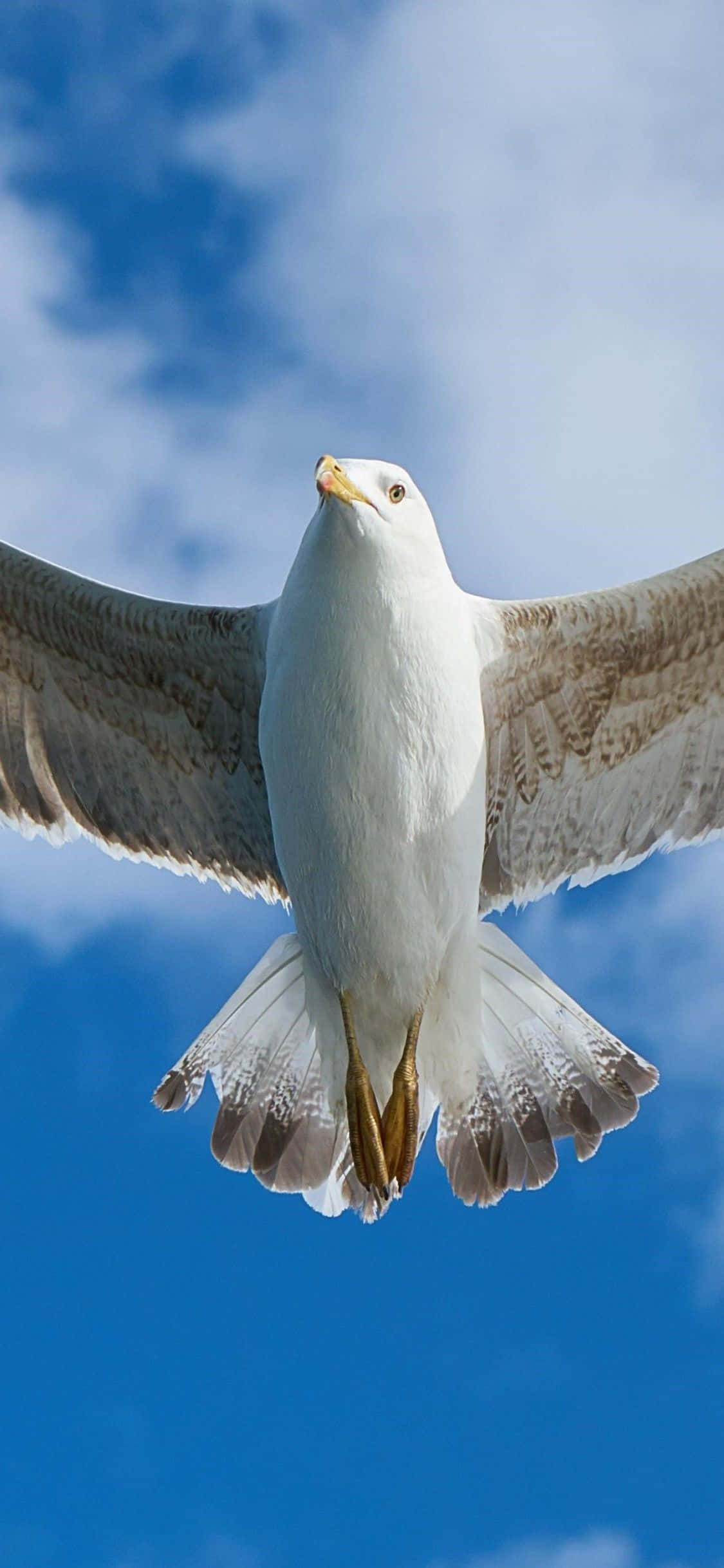 Seagull, ocean, vibrant blue sky, Full HD Phone Wallpaper