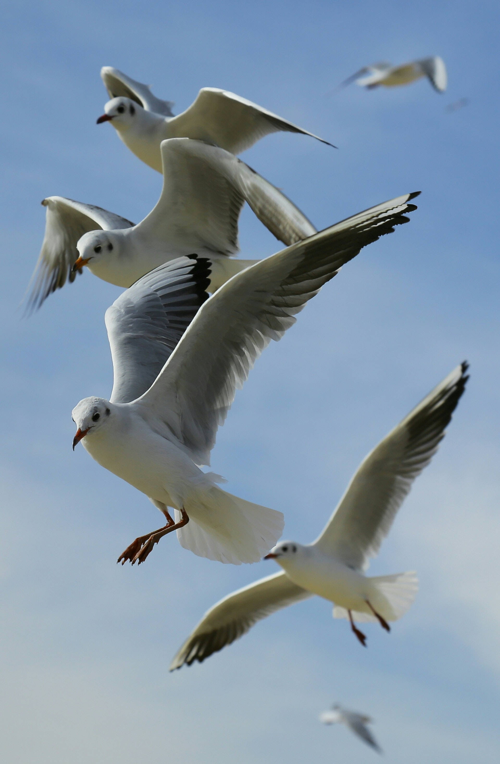 flock of flying seagull birds, clear blue sky, wings spread wide, 2K Phone Wallpaper