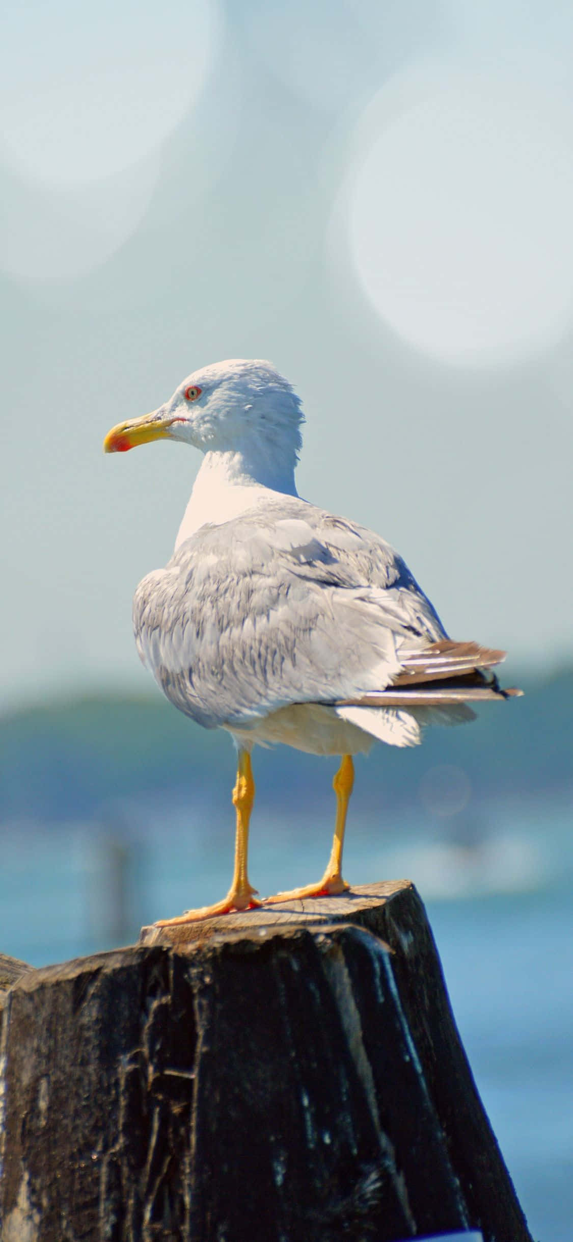 Seagull 1125 x 2436, seagull, weathered wooden post, Full HD Phone Wallpaper