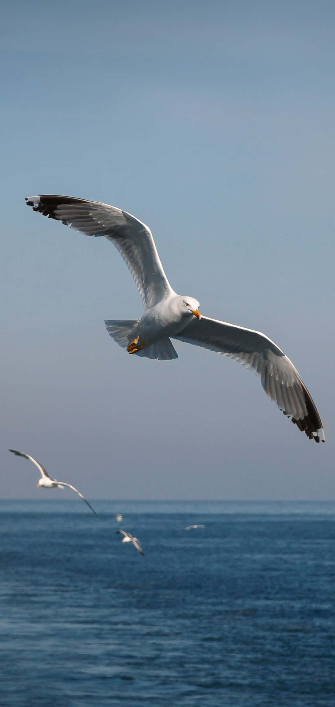 Seagull, ocean, clear sky, Full HD Phone Wallpaper