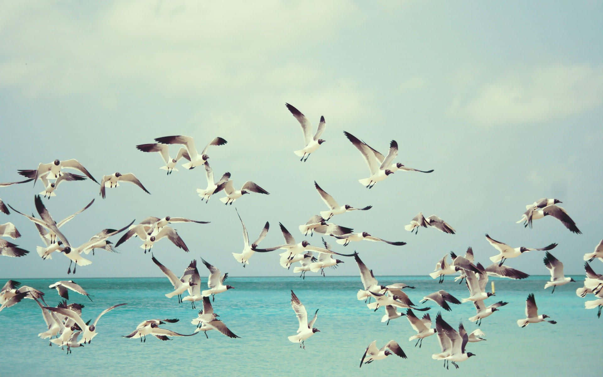 Seagull, turquoise ocean waters, soft pastel sky, Full HD Desktop Wallpaper