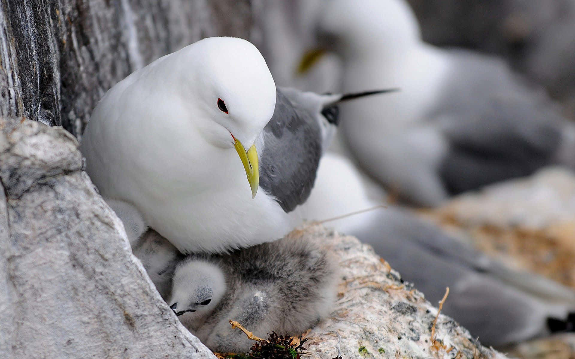 Seagull, white seagull, fluffy grey chick, Full HD Desktop Wallpaper
