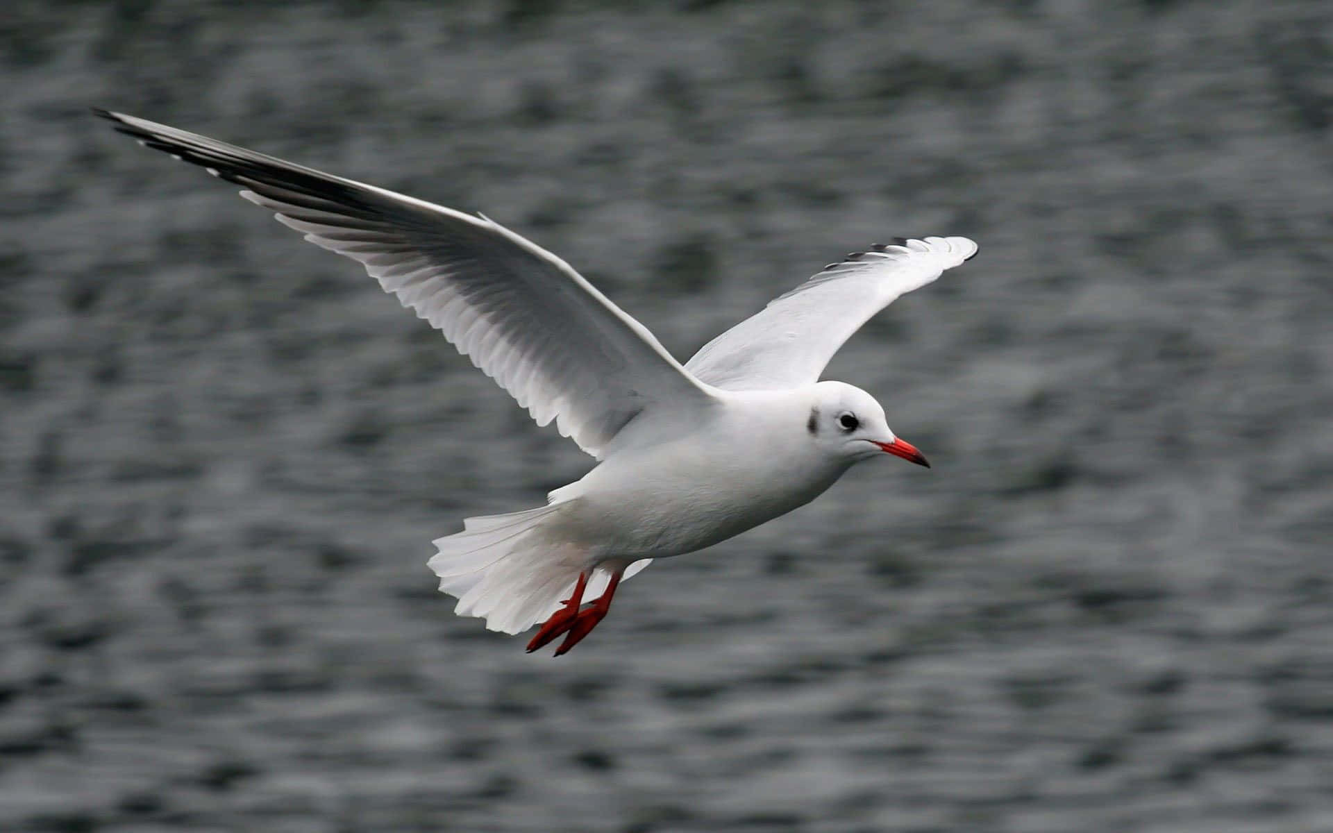 Seagull, white seagull, red beak, Full HD Desktop Wallpaper