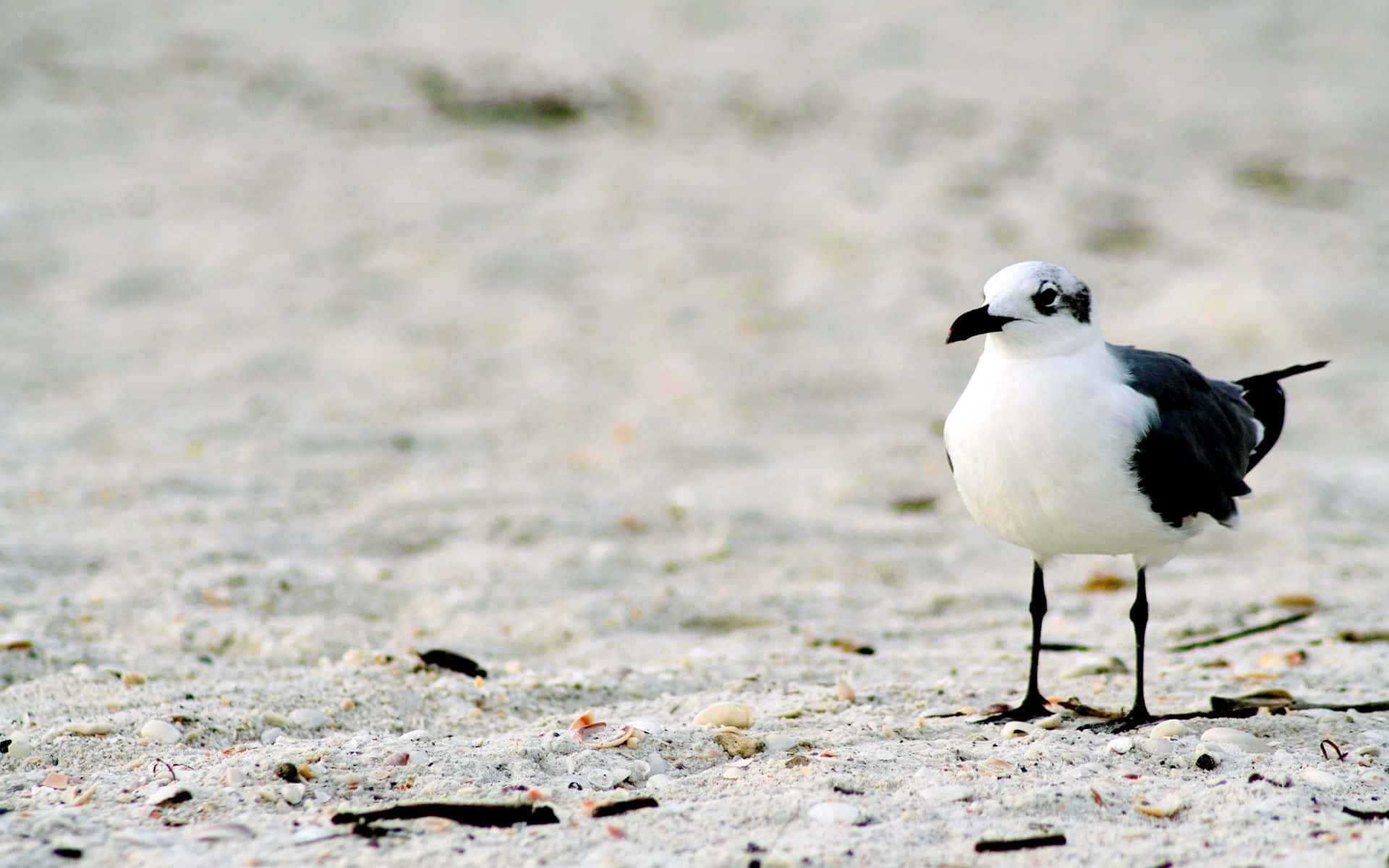 Seagull, black and white, sandy beach, Full HD Desktop Wallpaper