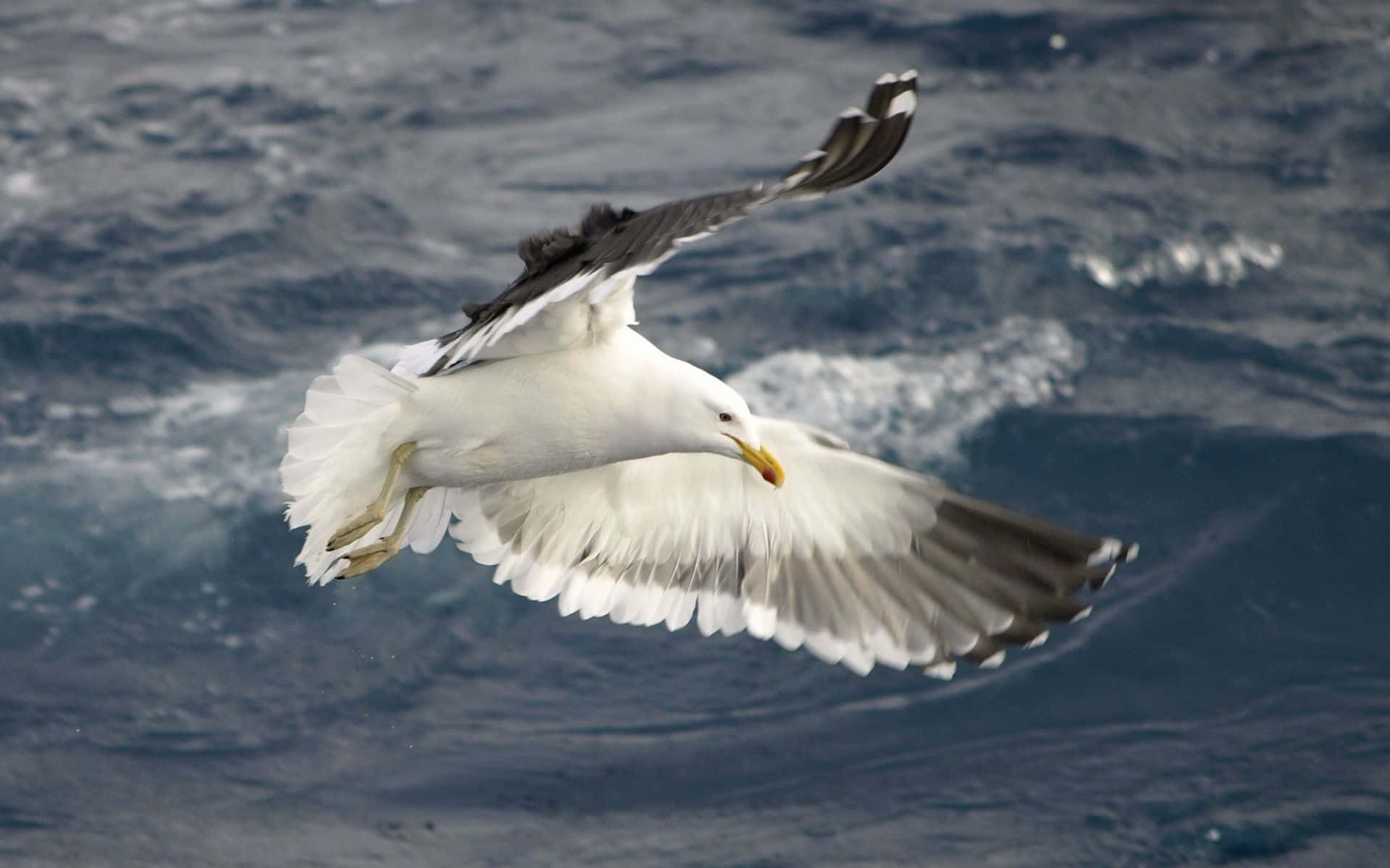 Seagull, ocean, choppy blue ocean waves, Full HD Desktop Wallpaper