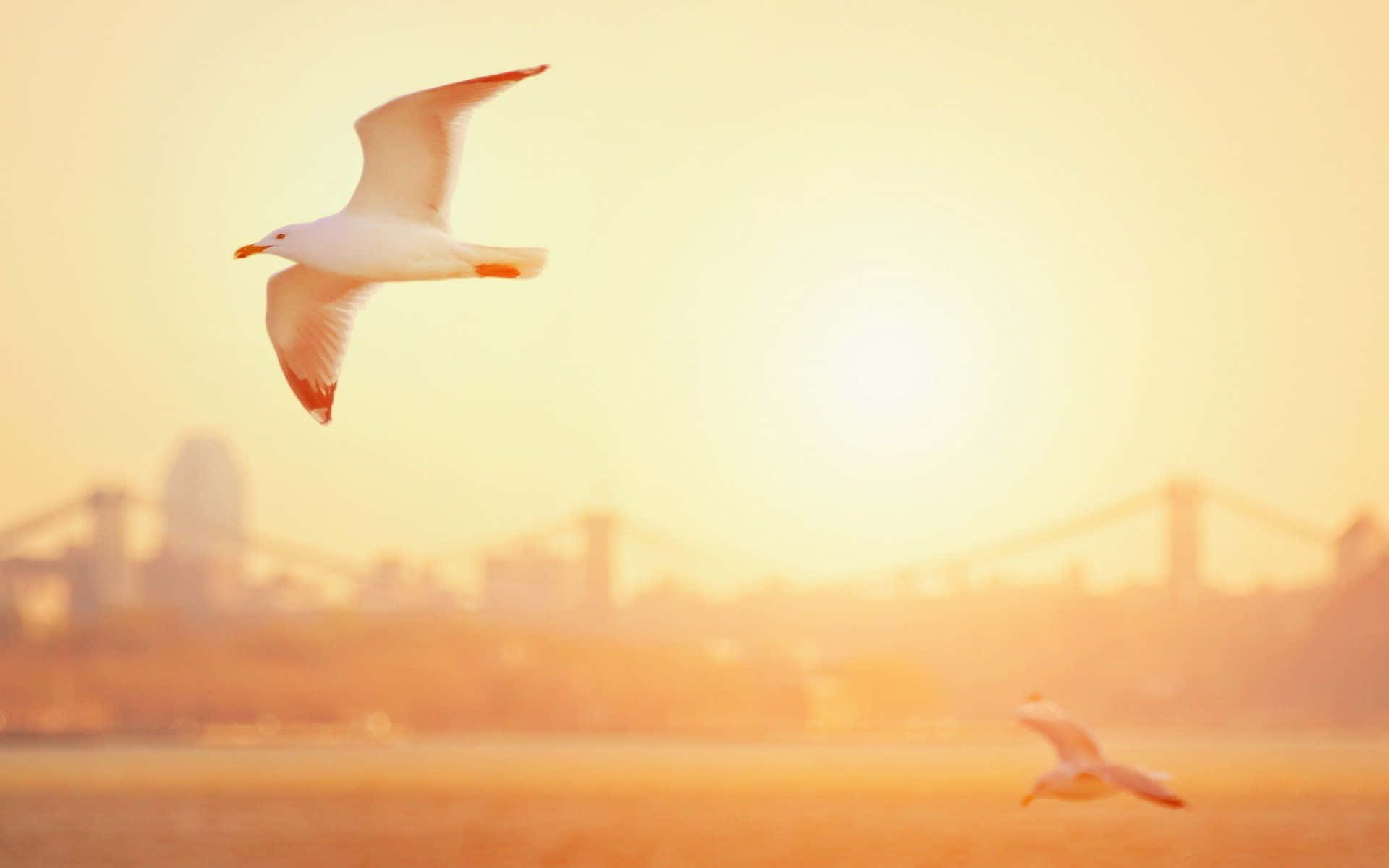 Seagull, golden sunset sky, blurred city skyline, Full HD Desktop Wallpaper