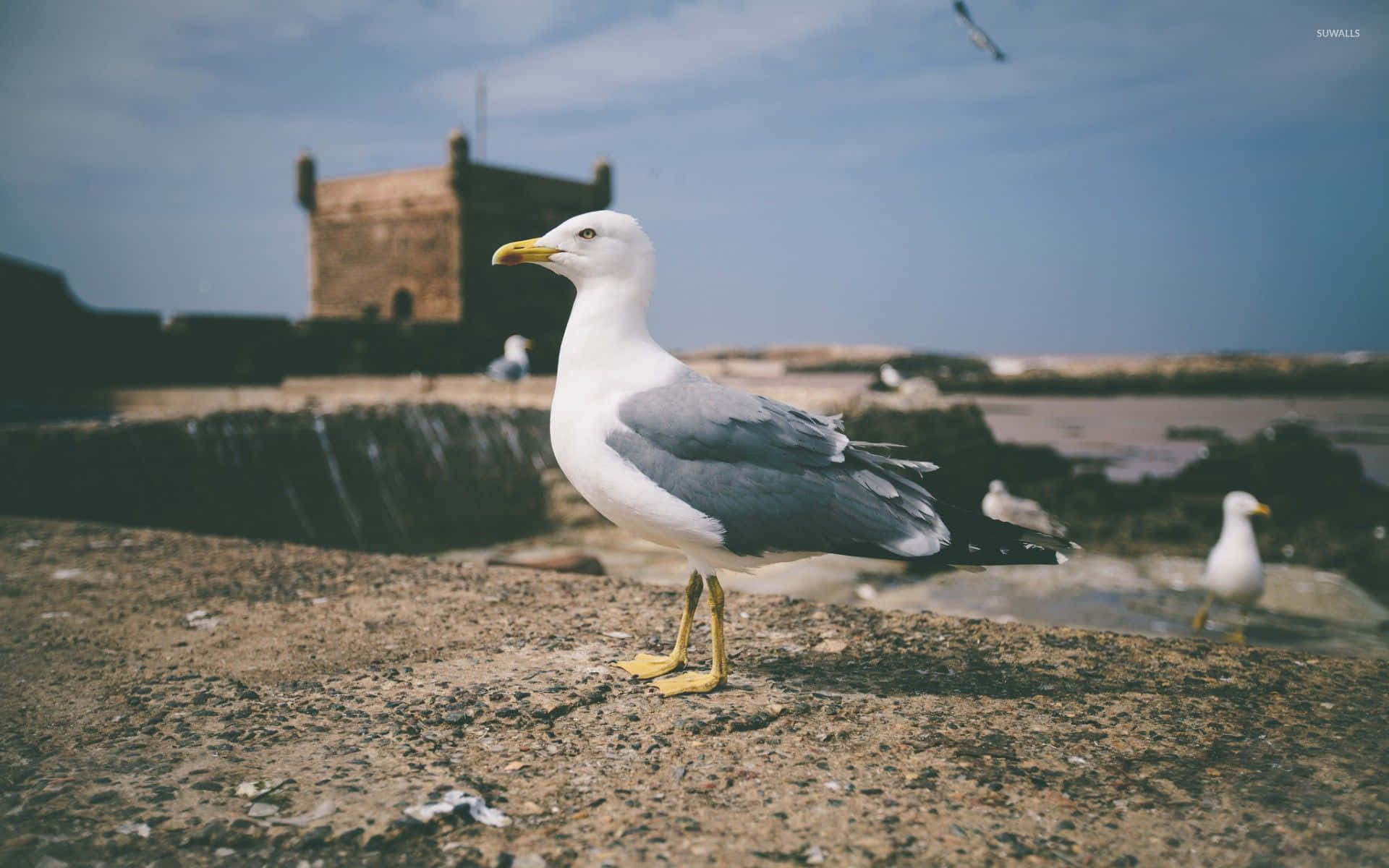 Seagull, weathered stone wall, historic tower, Full HD Desktop Wallpaper