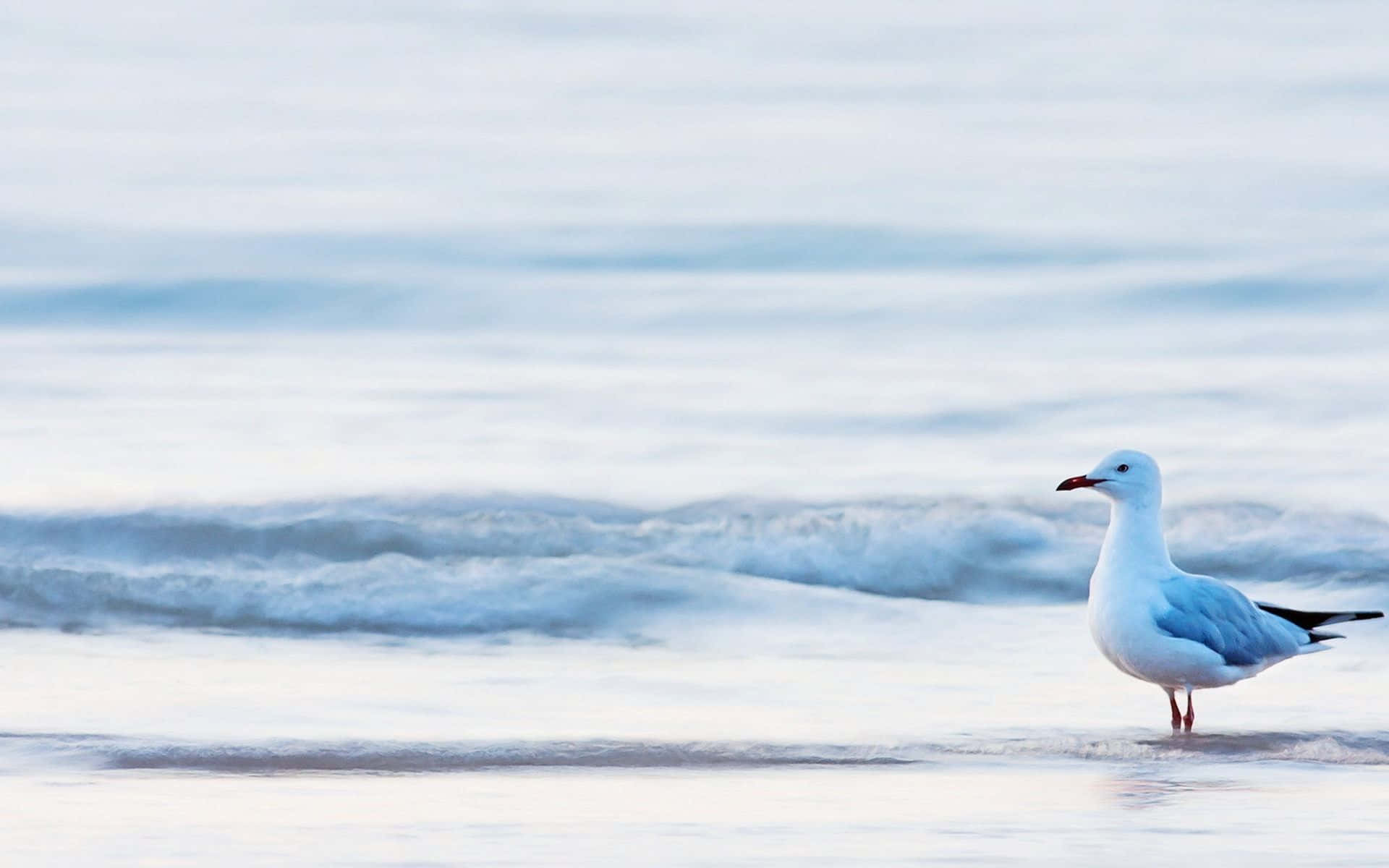 Seagull, ocean, water's edge, Full HD Desktop Wallpaper