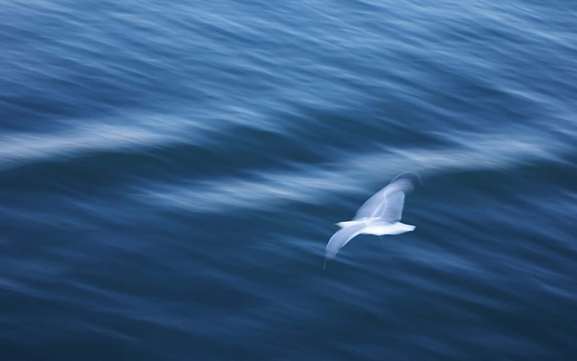 Seagull, beach, deep blue ocean waves, Full HD Desktop Wallpaper