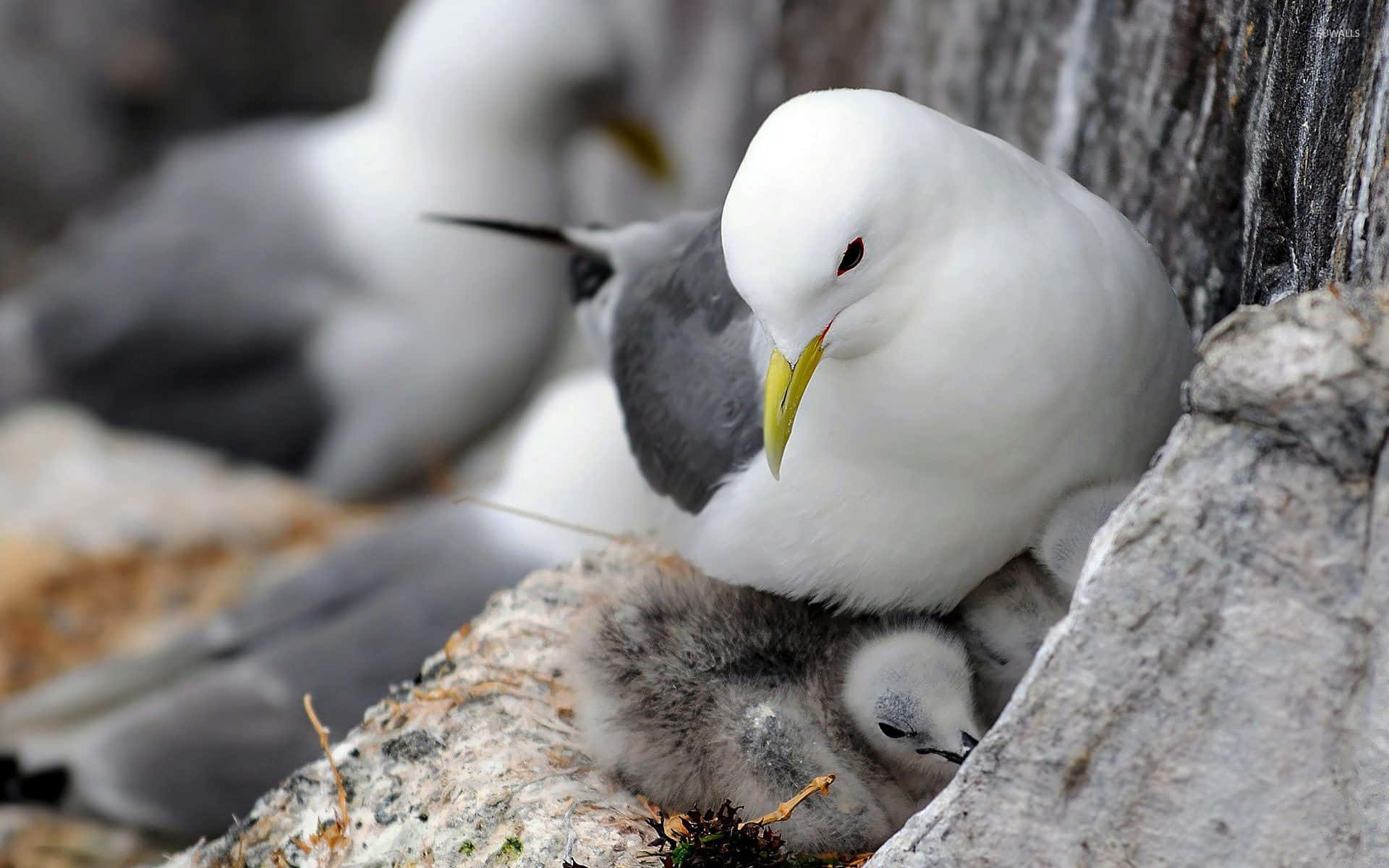 Seagull, white seagull, fluffy grey chicks, Full HD Desktop Wallpaper